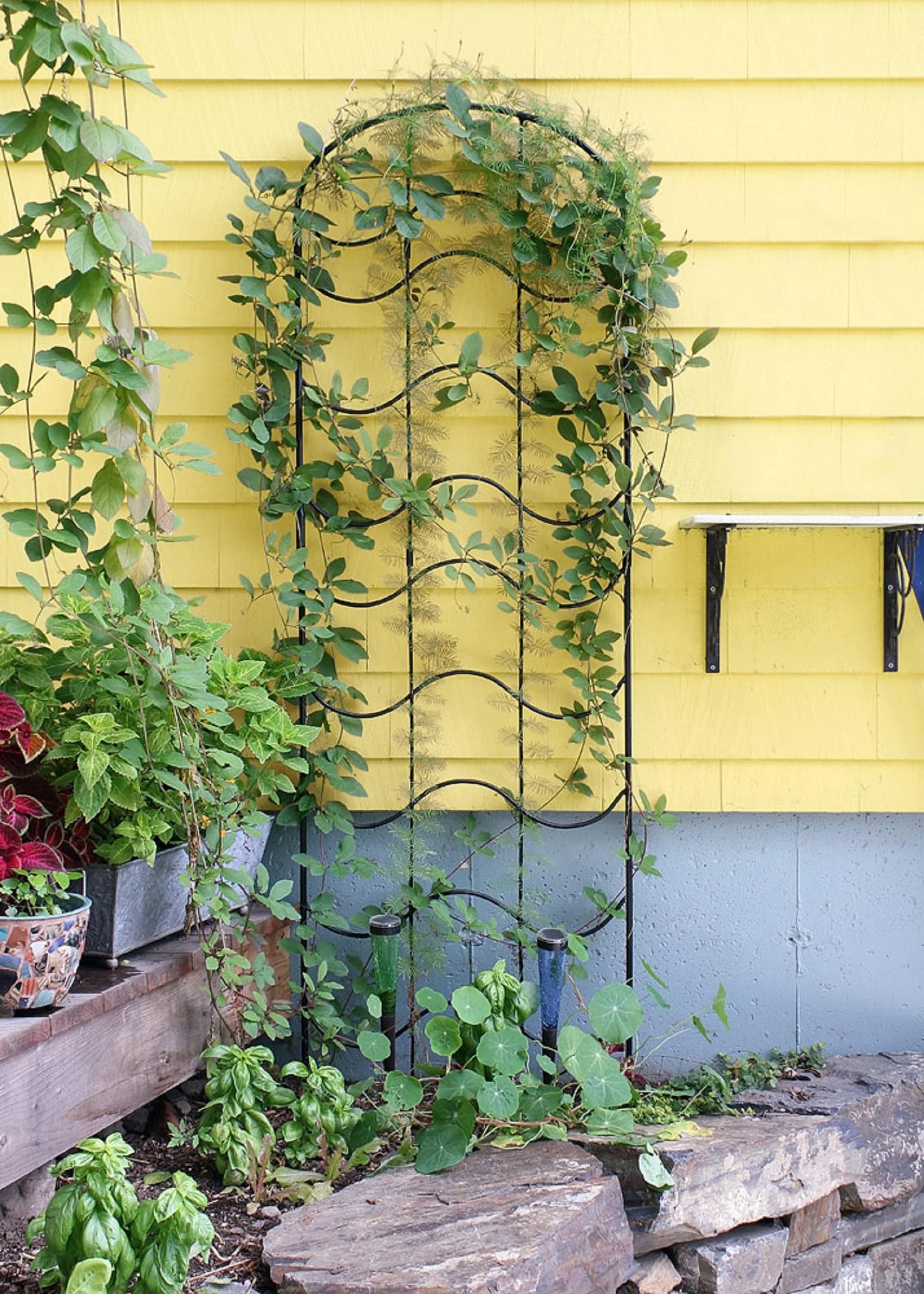 77-Inch Black Wrought Iron Wave Garden Trellis