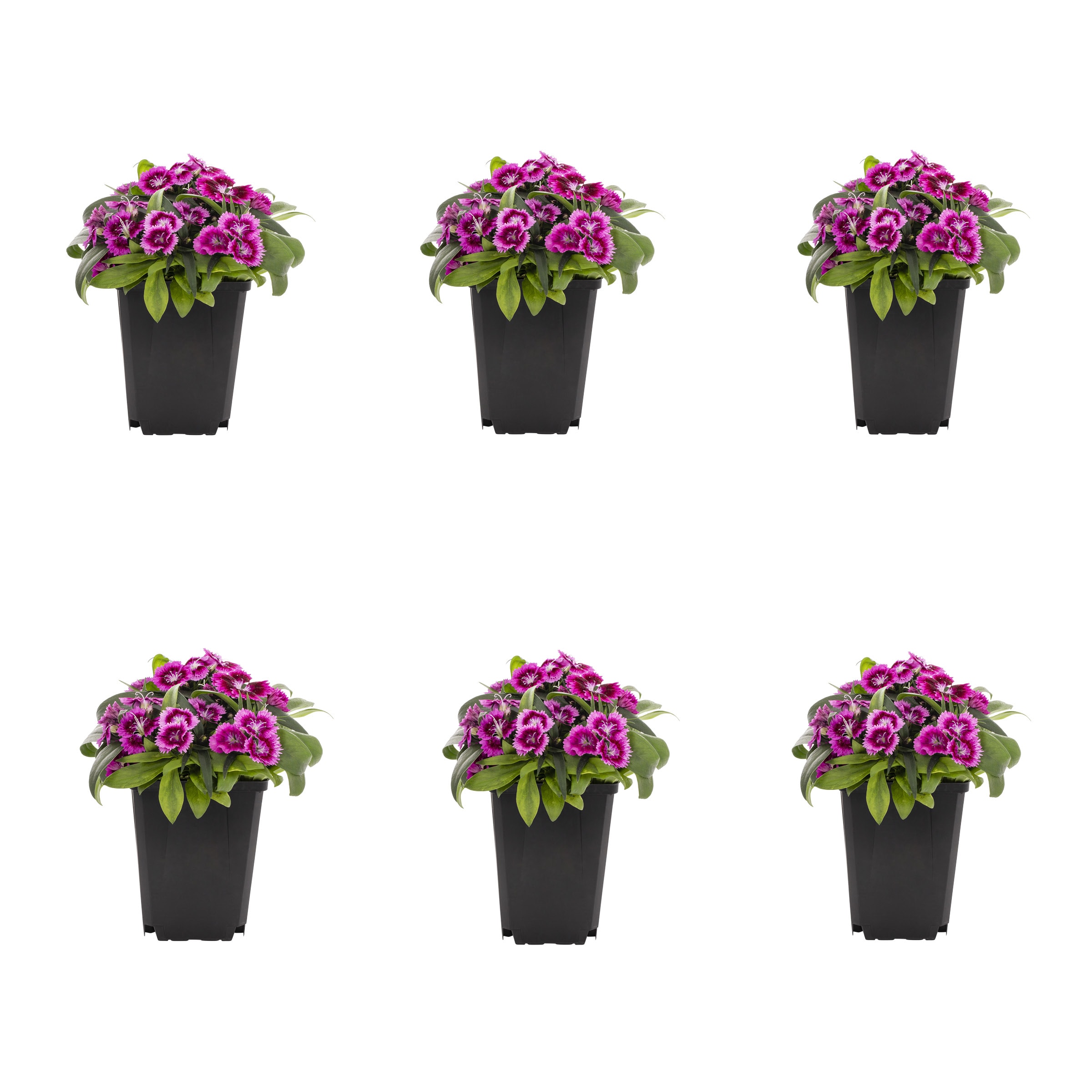 Metrolina Greenhouses Purple Dianthus in 1-Pint Pot 6-Pack in the ...