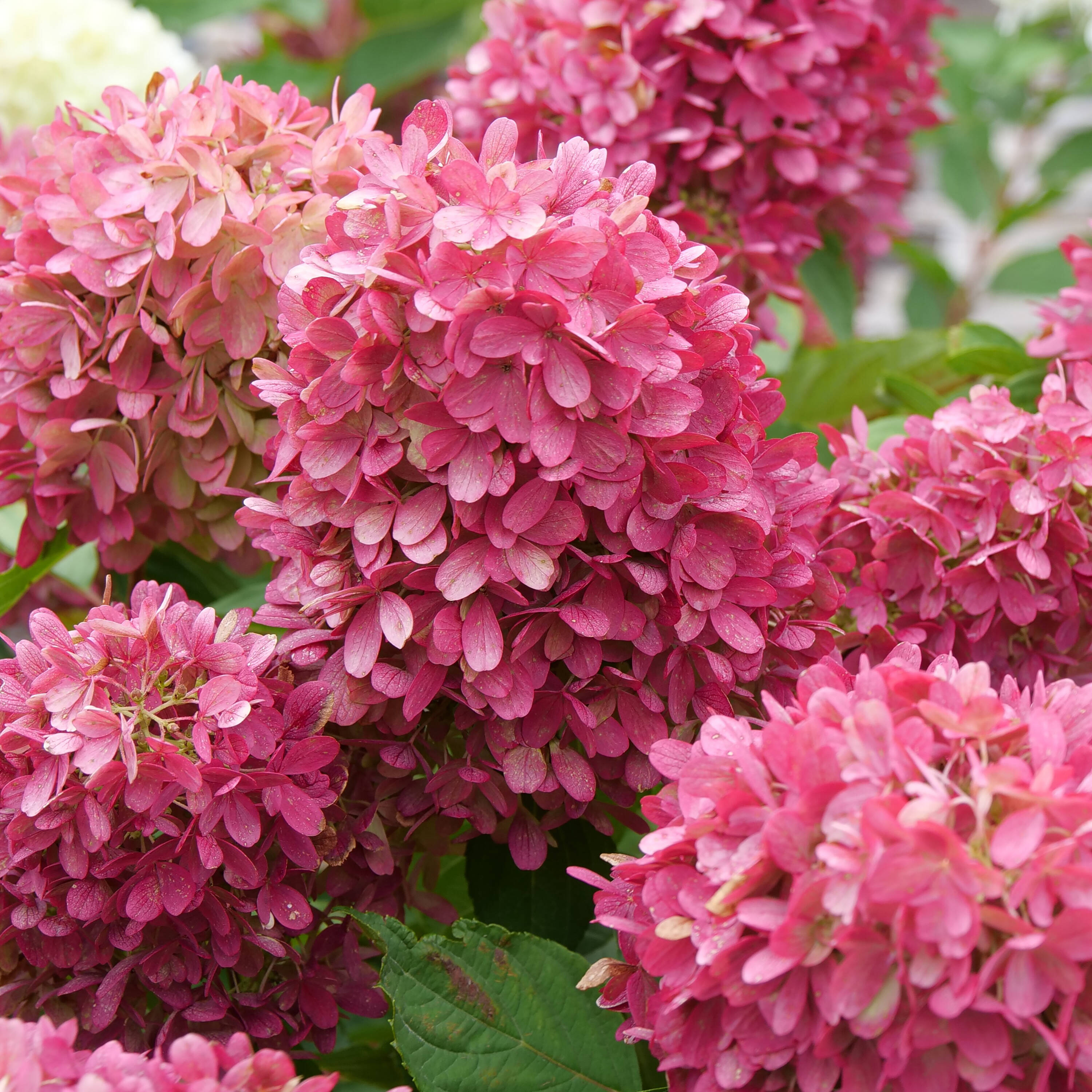 Proven Winners Multicolor Invincibelle Spirit II Smooth Hydrangea