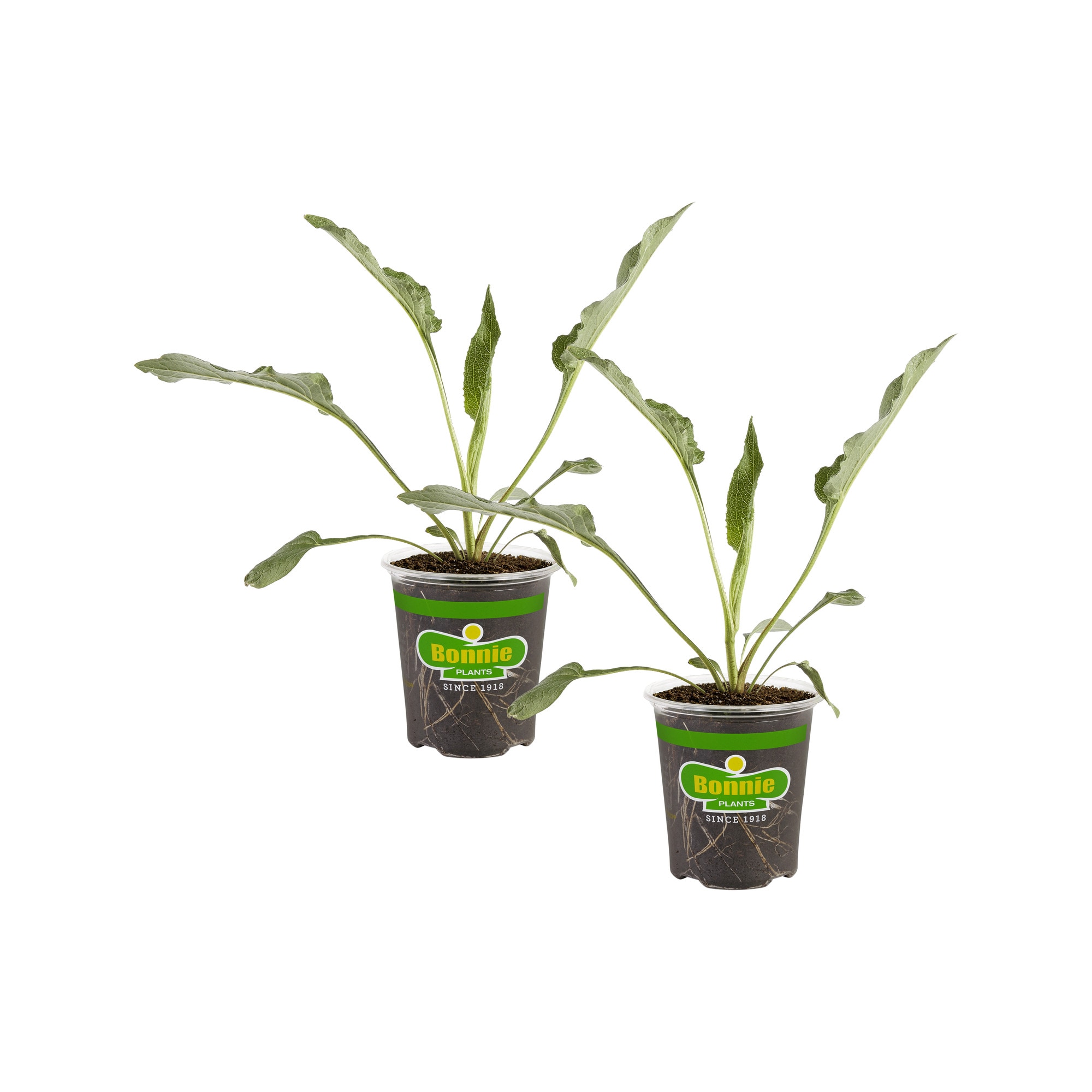 Bonnie Plants 202011 2 -Pack Purple Coneflower in 2 -Pack Pot