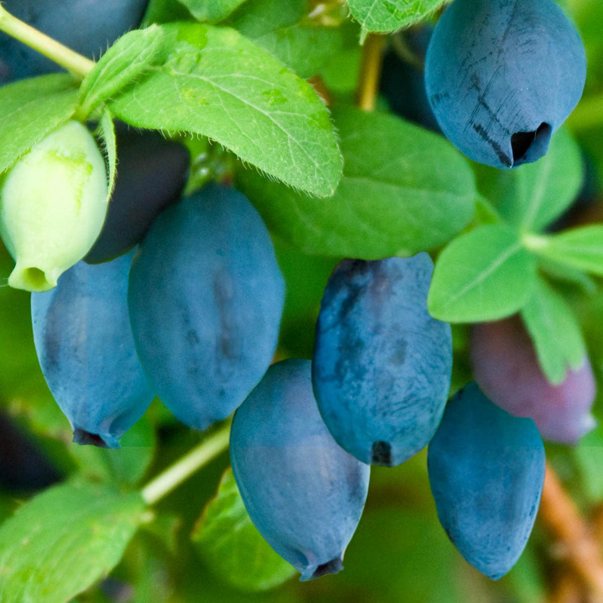 Direct Gardening 62048 Fruit-Plants - View #2