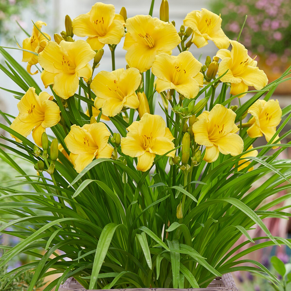 Van Zyverden 84102 Plant-Bulbs - View #3