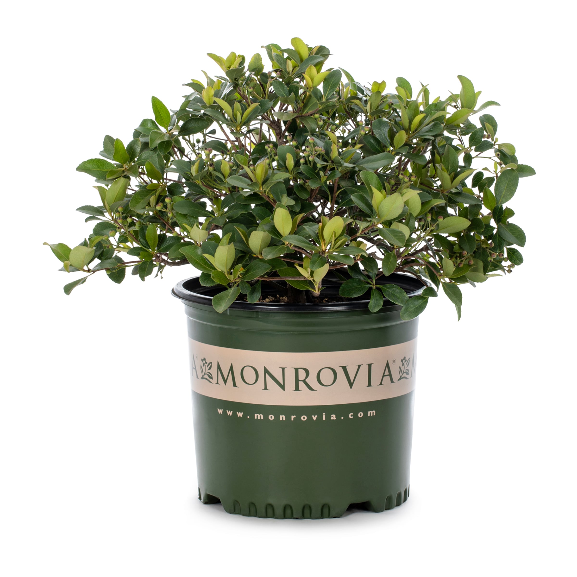 Monrovia NURSERY Snowcap#174 Indian Hawthorn Foundation/Hedge Shrub in 3.00 -Gallon Pot with White Blooms