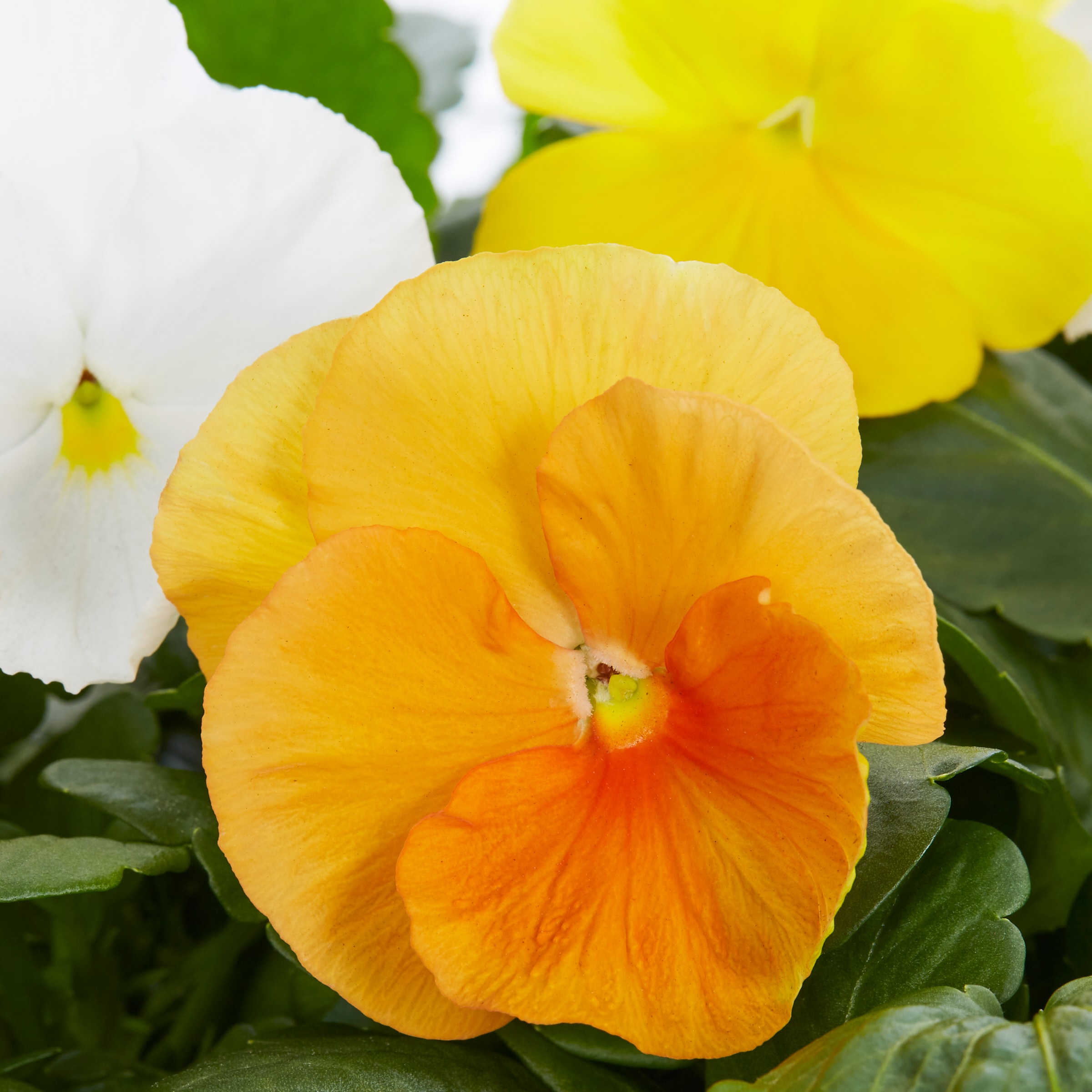 Ready Refill NURSERY annuals - View #2