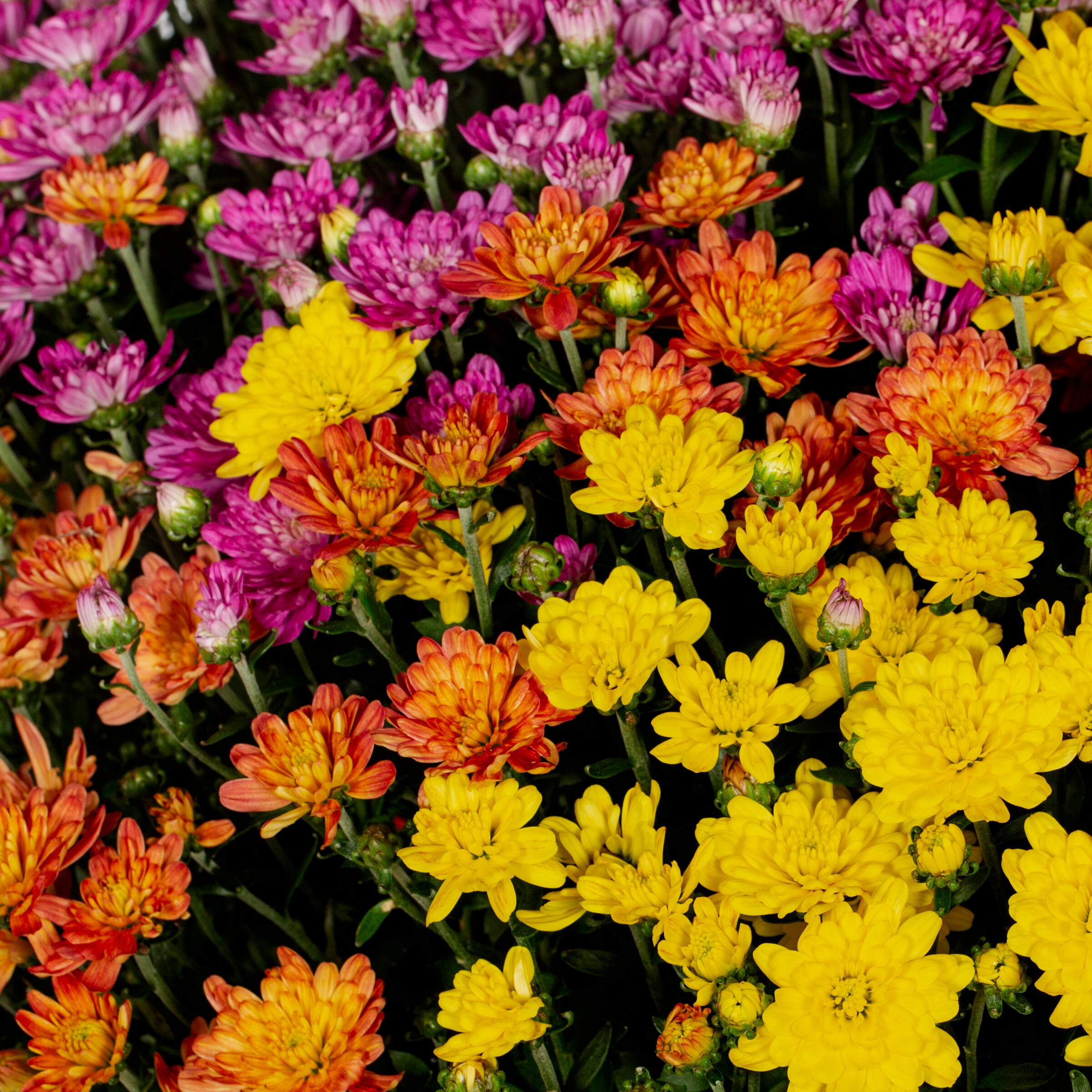 Lowe's 782022 annuals - View #2