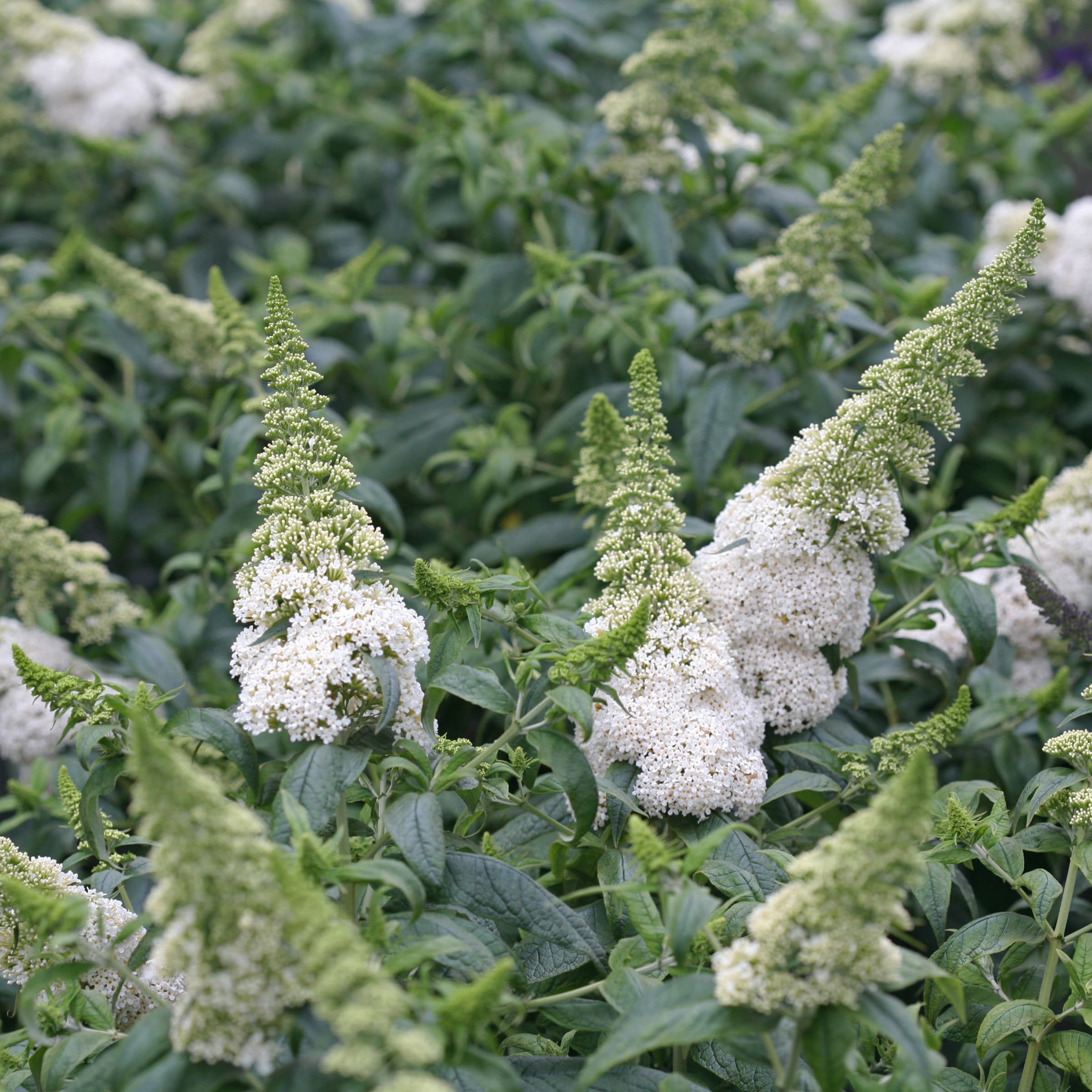 Proven Winner 1643168 Pugster White#174 Butterfly Bush Flowering Shrub in -Gallon Pot ,White Blooms