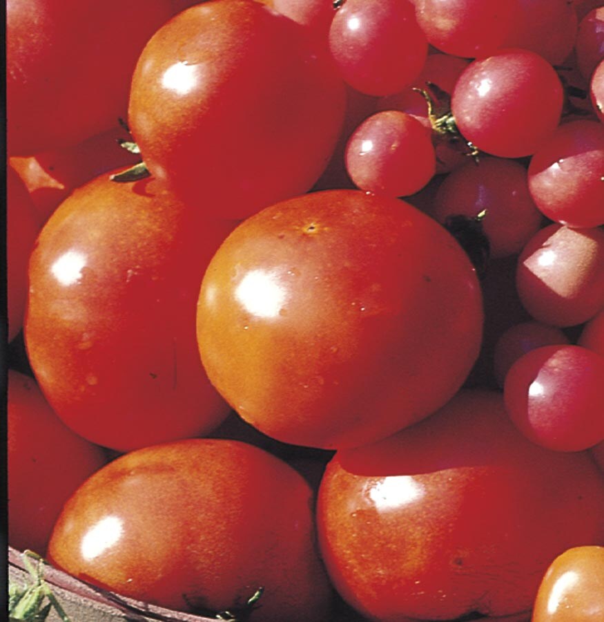 Lowe's NURSERY Tomato Plant in Pot