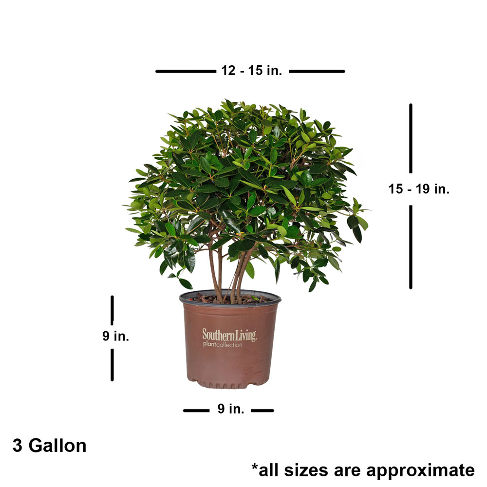Southern Living Plant Collection 55073-1 shrubs - View #5
