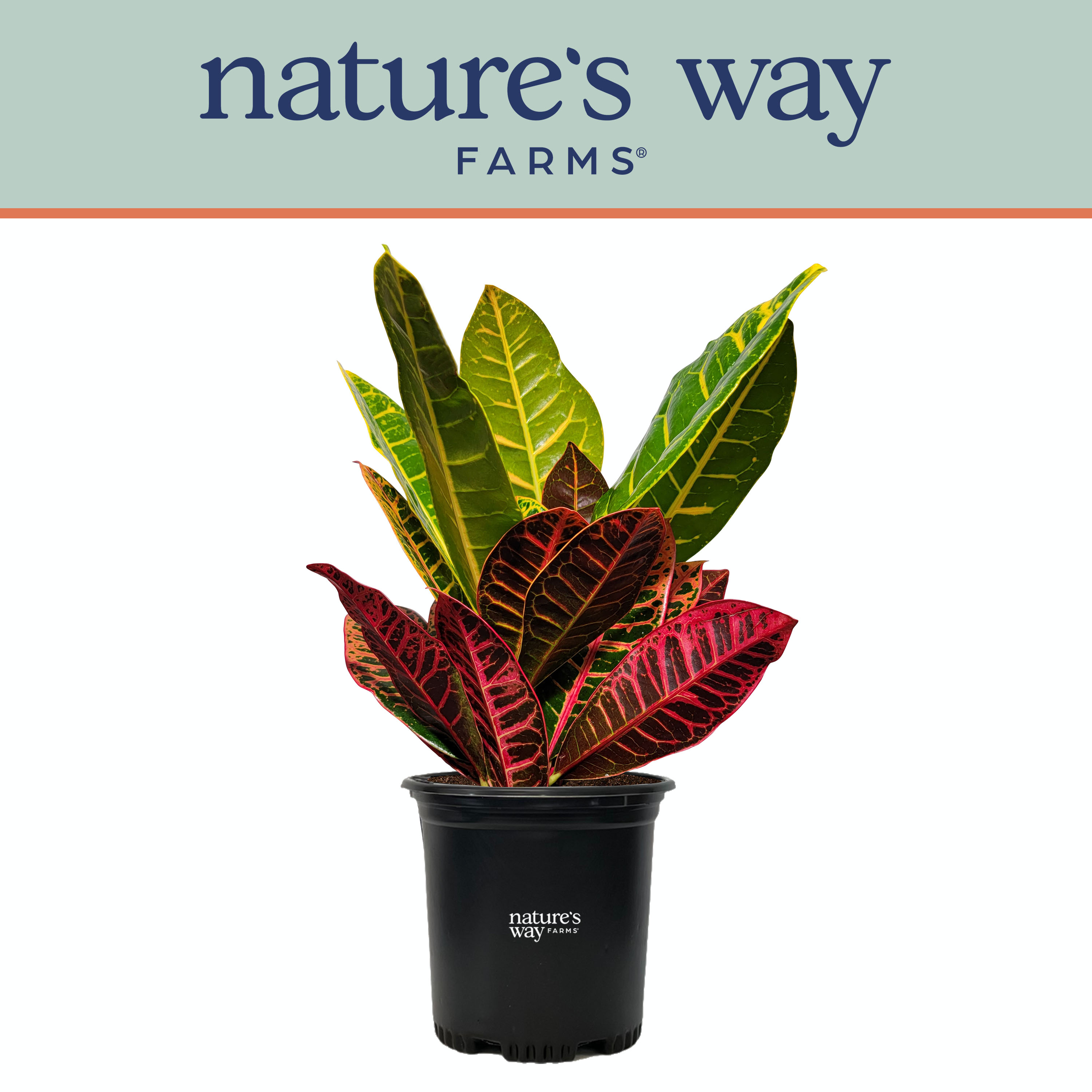  1250 Nature's Way Farms Croton Petra Live Plant in 6# Pot
