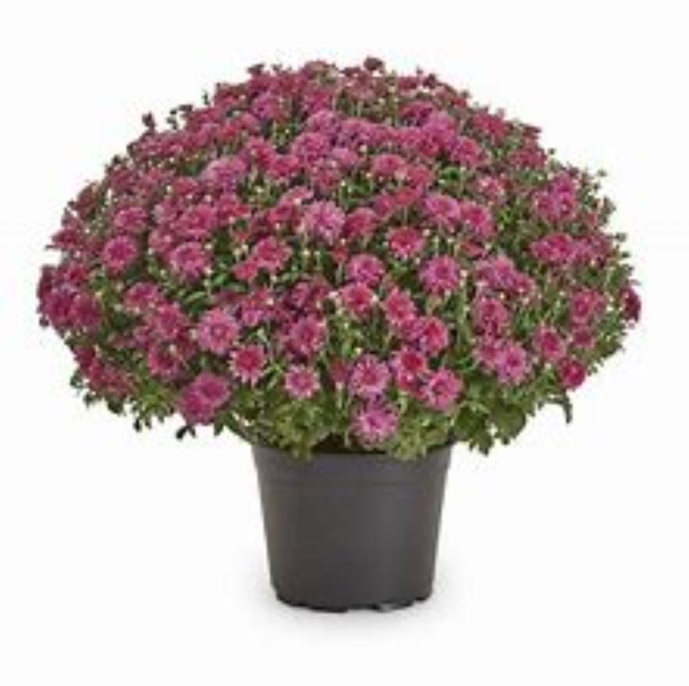 Lowe's NURSERY annuals - View #4