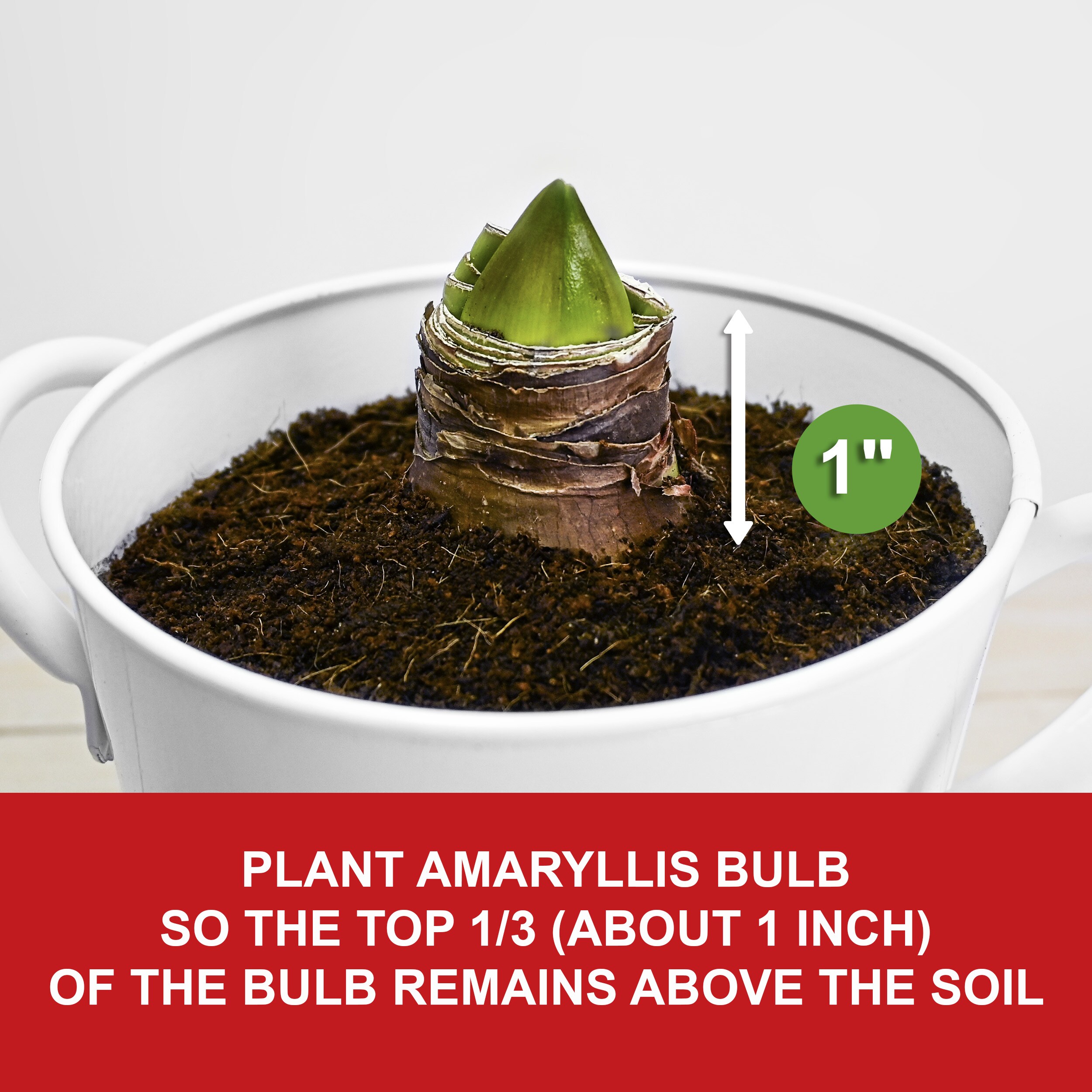 Garden State Bulb ECH-05-01-01 Plant-Bulbs - View #4
