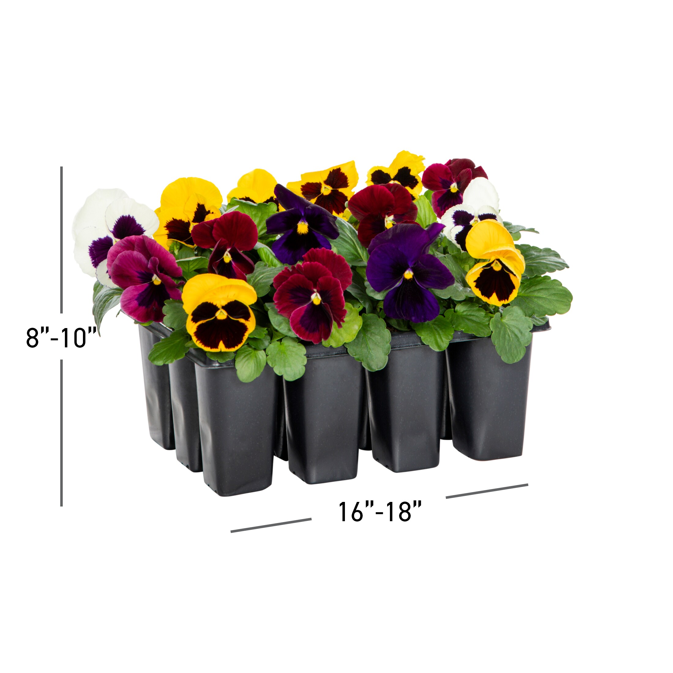  DTC-080046 annuals - View #3