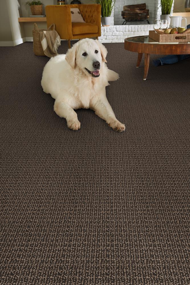 STAINMASTER DL034-113S Carpet-Samples - View #2