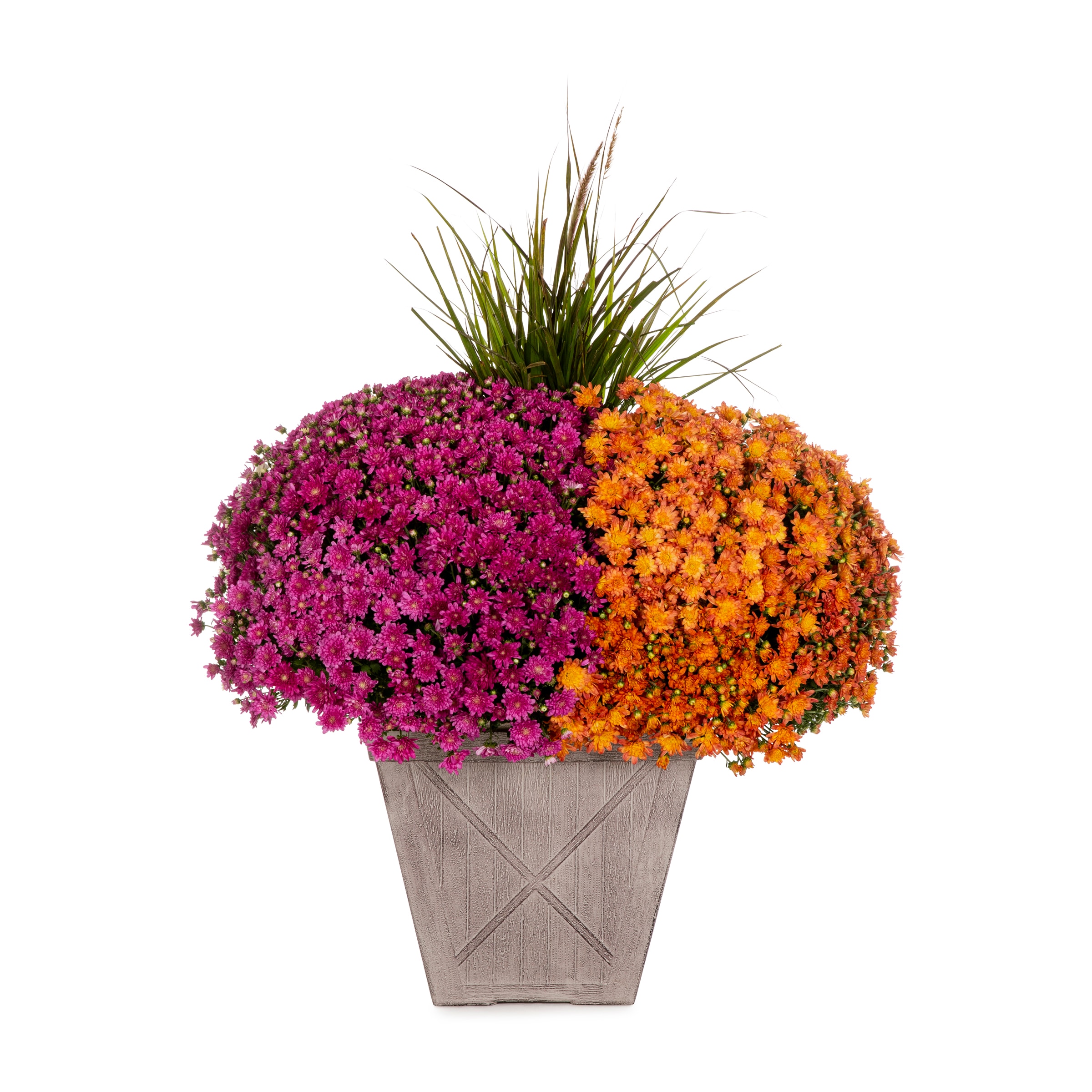 Lowe's 3768797 Multicolor Mum in 5.9 Gallon(s) Planter 1 -Pack
