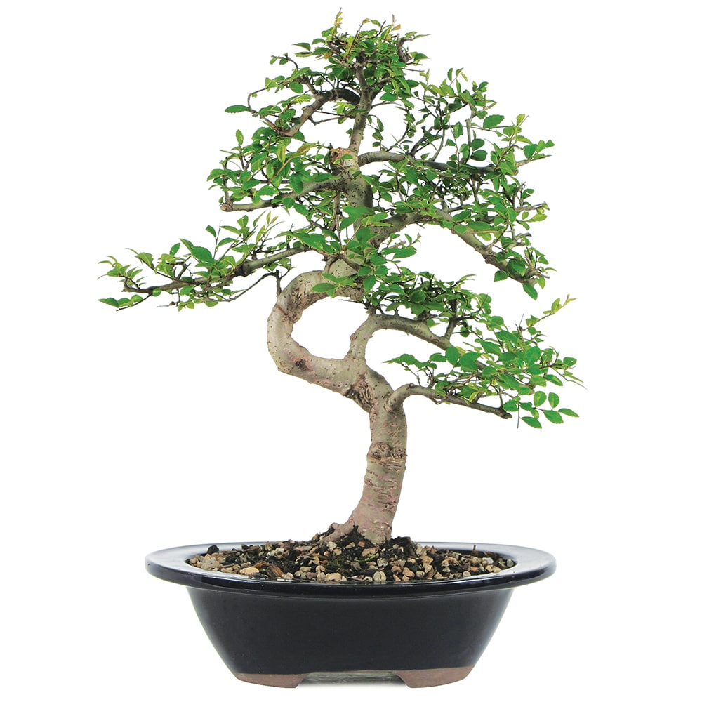 Bonsai Starter Kit – Grow a Classic Chinese Elm Bonsai Tree