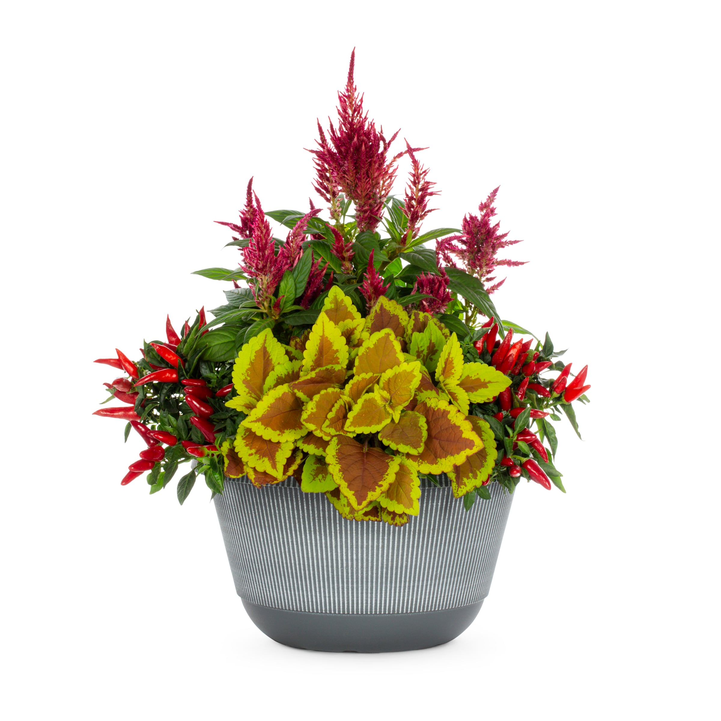 Lowe's 523014 Multicolor Mixed Annuals Combo in 2 Gallon(s) Planter 1 -Pack