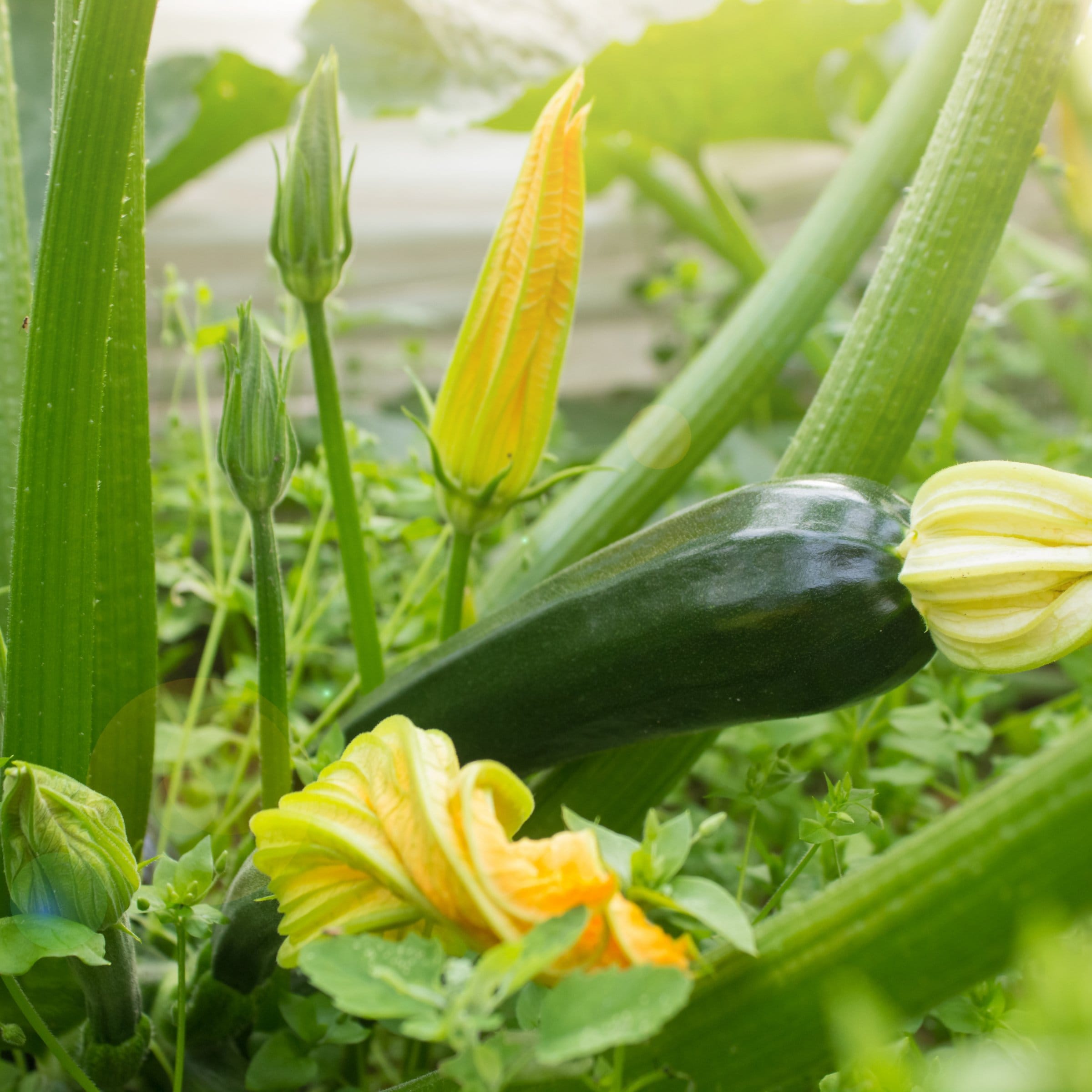 National Plant Network LW2258 Vegetable-Plants - View #5