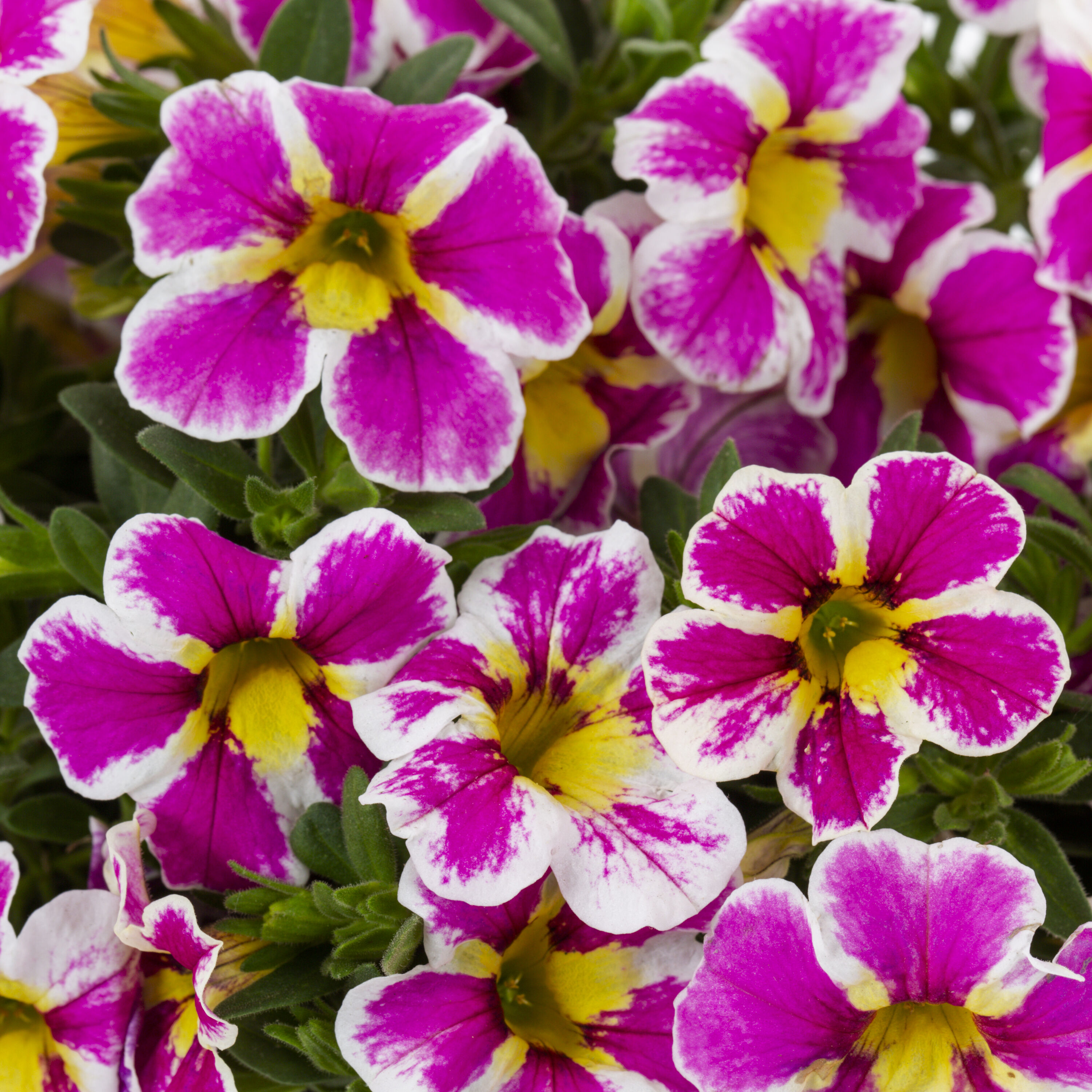 Metrolina Greenhouses Pink Calibrachoa in 1.5-Pint Pot 5-Pack 78844 at ...