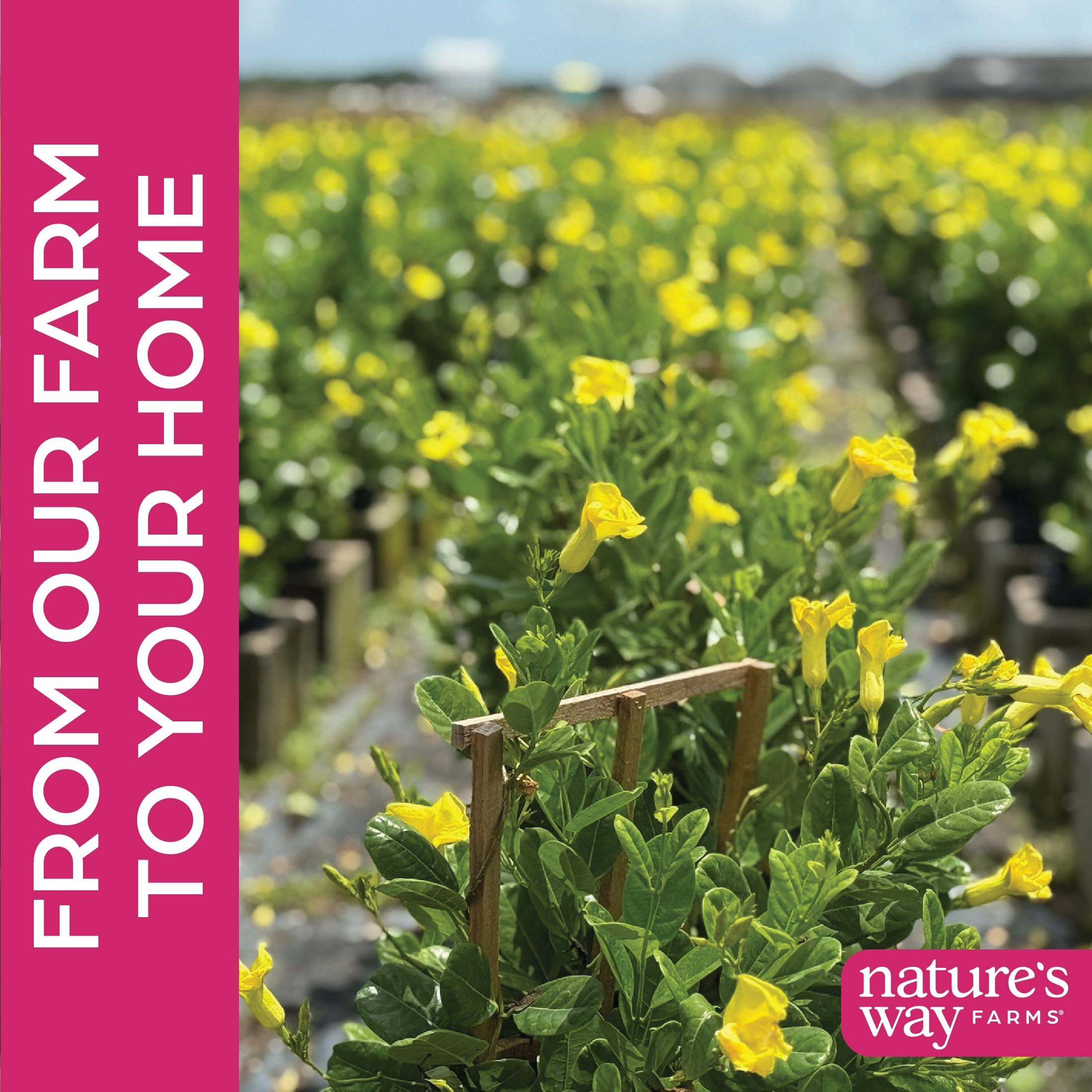 Nature's Way Farms 3529 shrubs - View #4