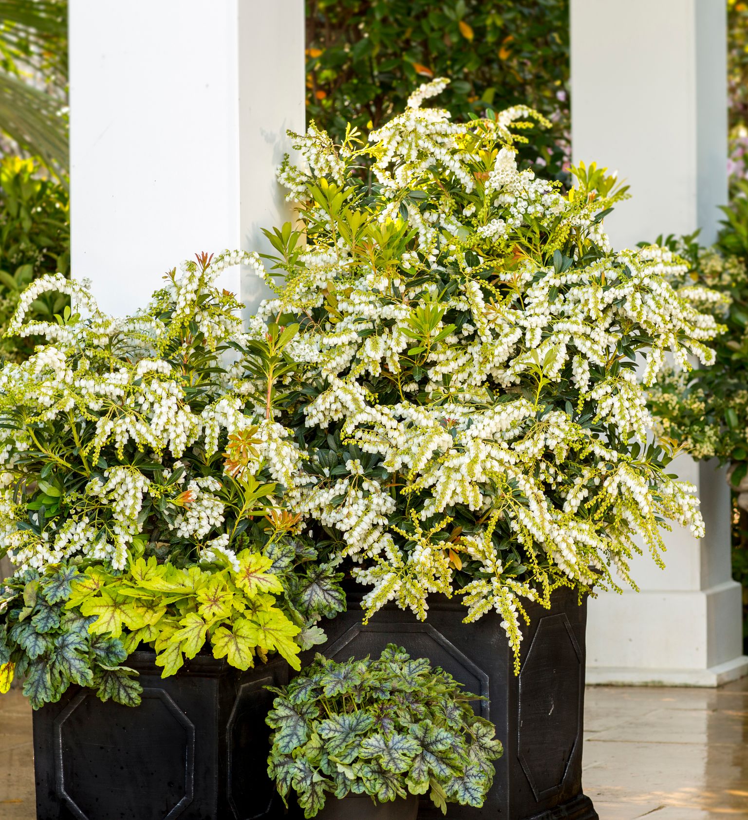 Southern Living Plant Collection 46962-1 shrubs - View #2