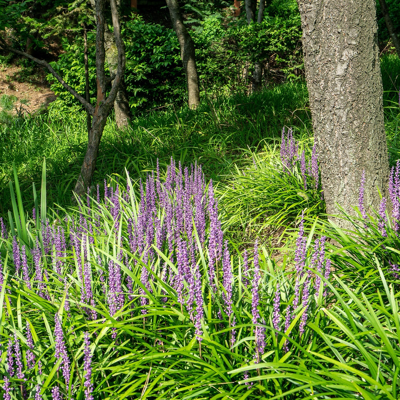 Perfect Plants LOSUPERBLUELIRIOPE1G perennials - View #7