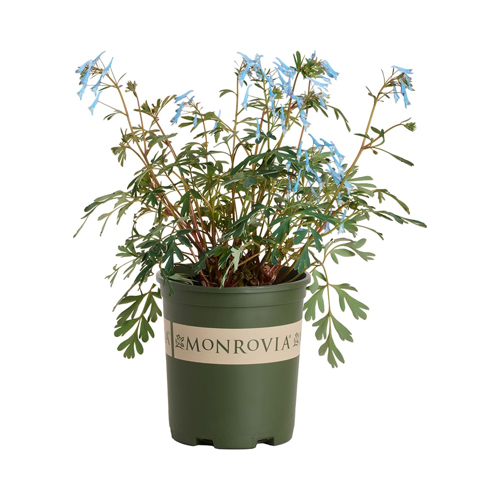 Monrovia 2.6 -Quart Blue Corydalis Hillier Porcelain Blue 1 -Pack - Low Maintenance