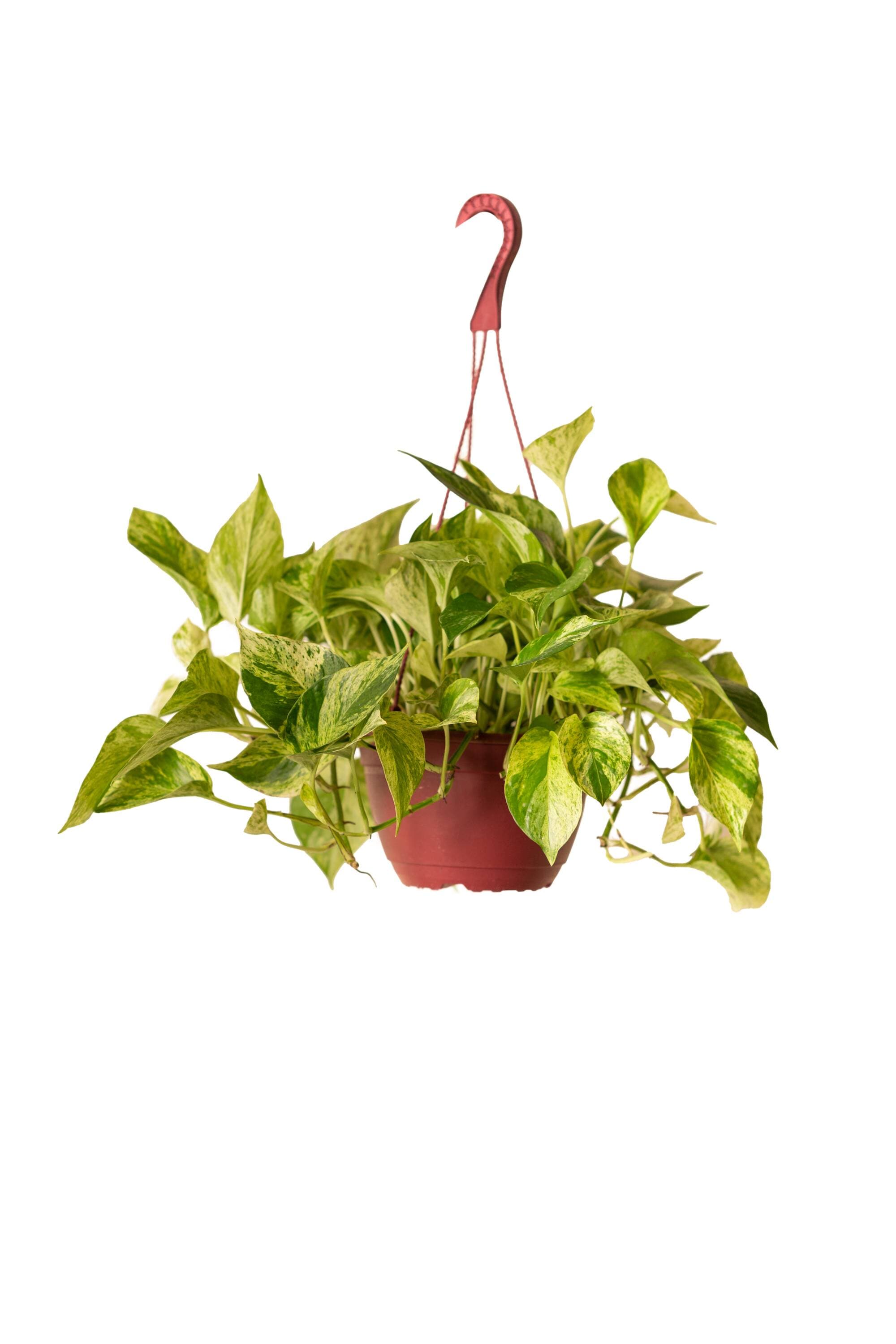 LiveTrends Live Marble Queen Pothos Hanging Plant Plant in Hanging Basket in the House Plants department at Lowes.com