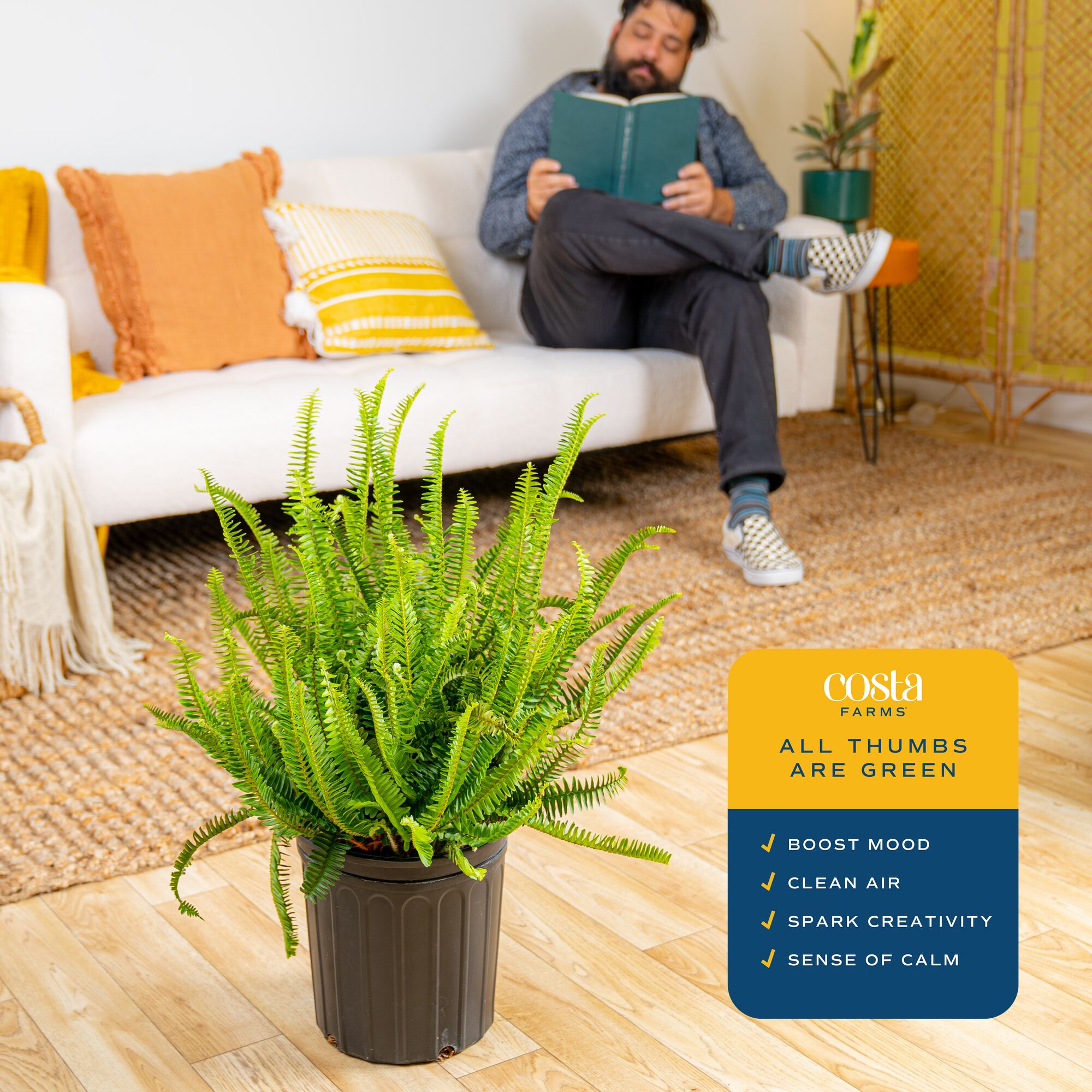 Costa Farms CO.KQ10.1.GP.BLK hseplants - View #5