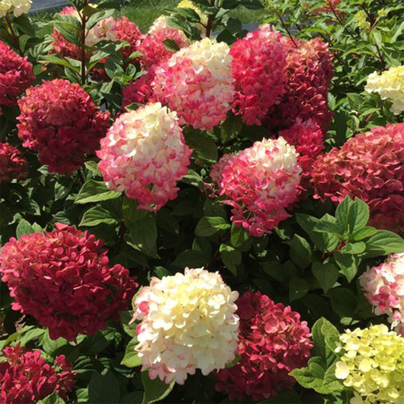 Perfect Plants LOLITTLEPUNCH3G shrubs - View #3