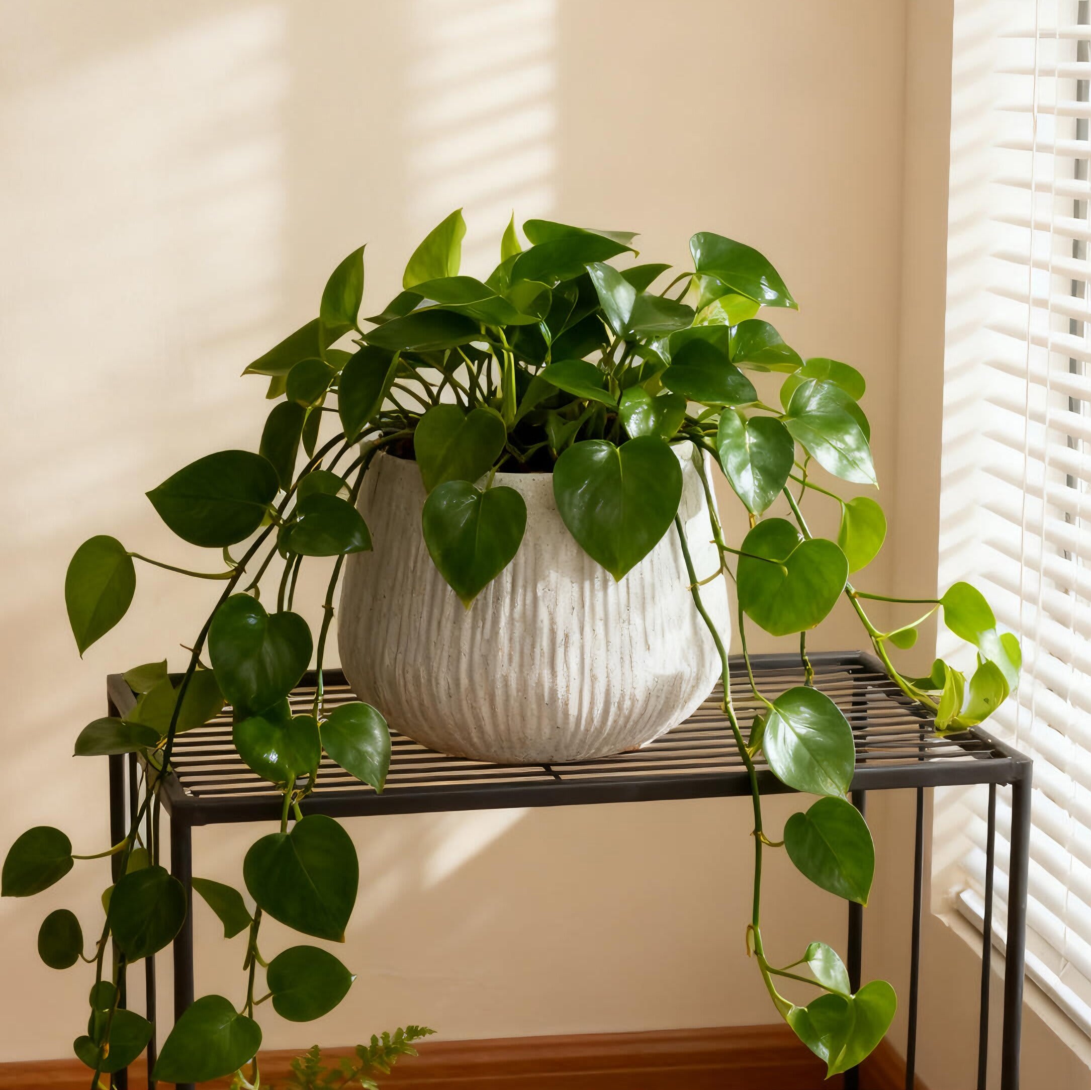 Vynxaria LEXY4499DJHWHYP049 Planter-Window-Box - View #3