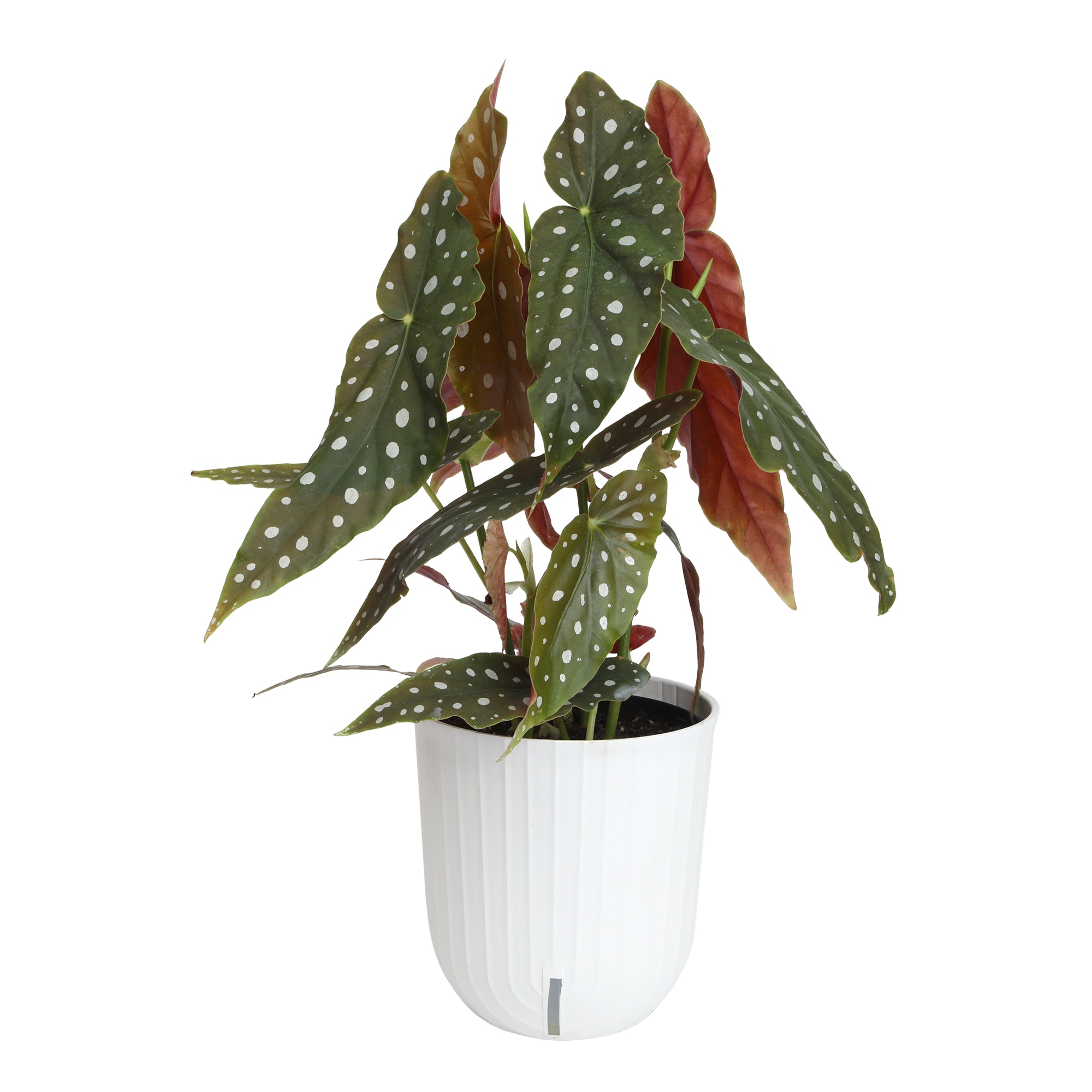 Pre-Potted Begonia Plants, Bulbs & Seeds at Lowes.com
