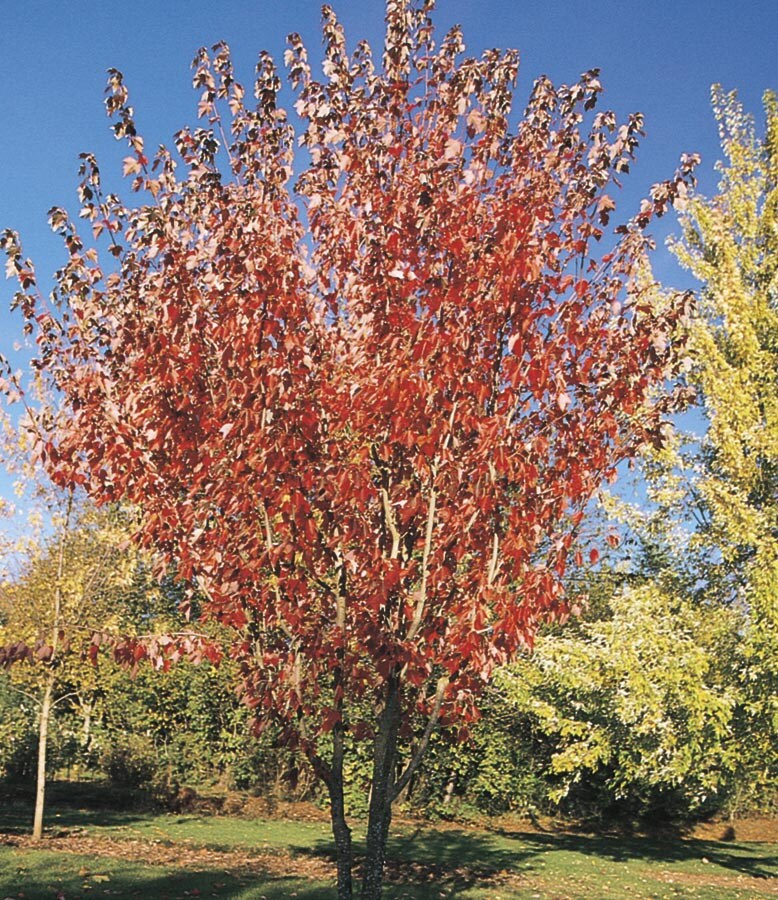 Lowe's ACERUS1130 27.17-Gallons Shade Summer Red Maple In Pot (With Soil)