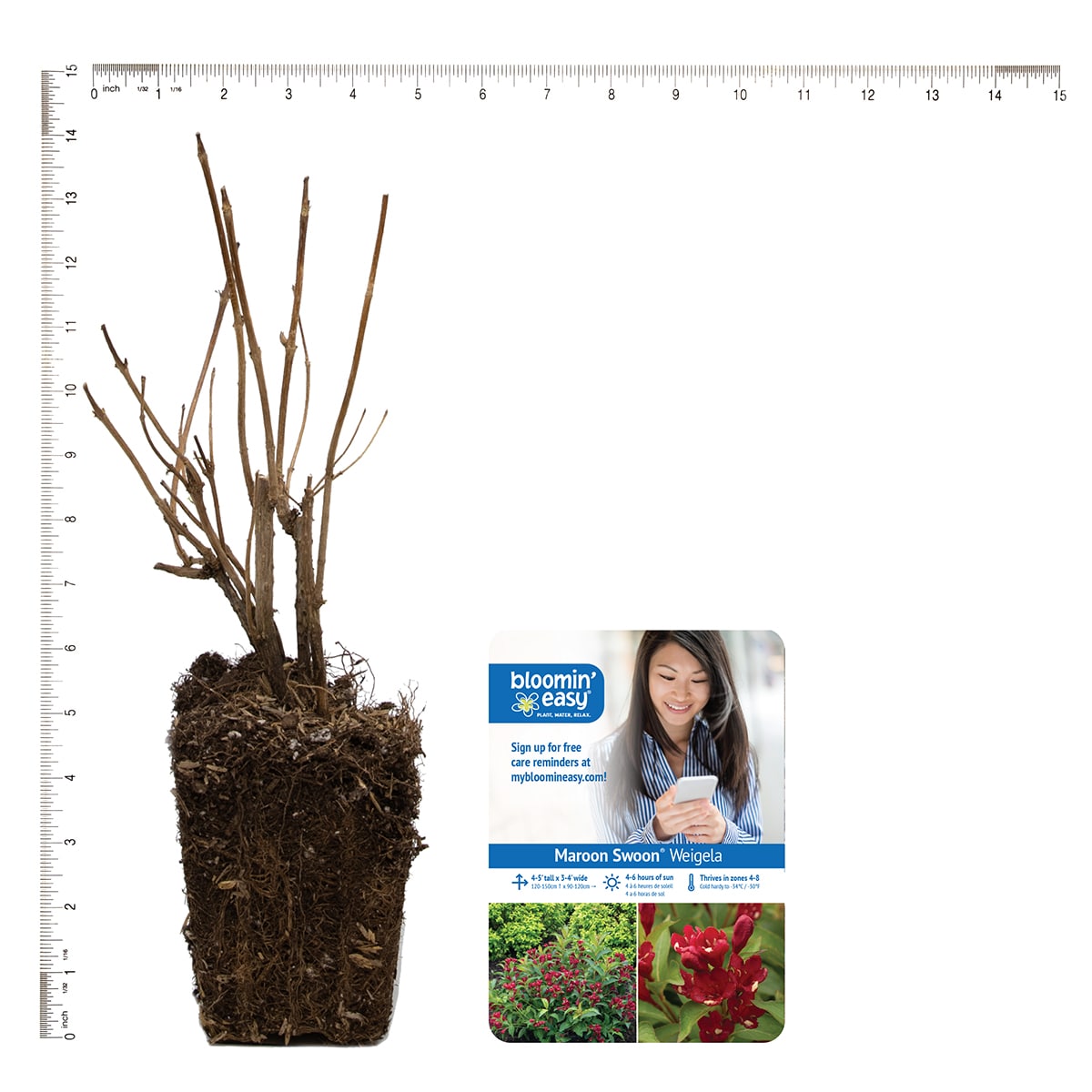 Van Zyverden 82925 Plant-Bulbs - View #4