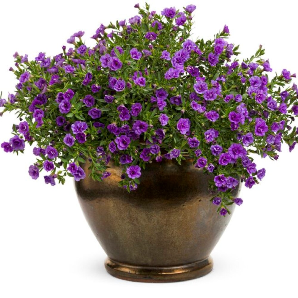 Monrovia Purple Minifamous Neo Double Amethyst Calibrachoa in 2.5-Quart ...