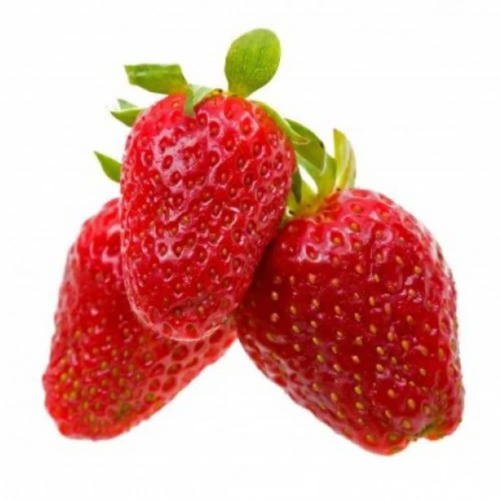 Hirt's Gardens - Alexandria Strawberry - 4 Plants 2.5 inch Pots - Fragaria