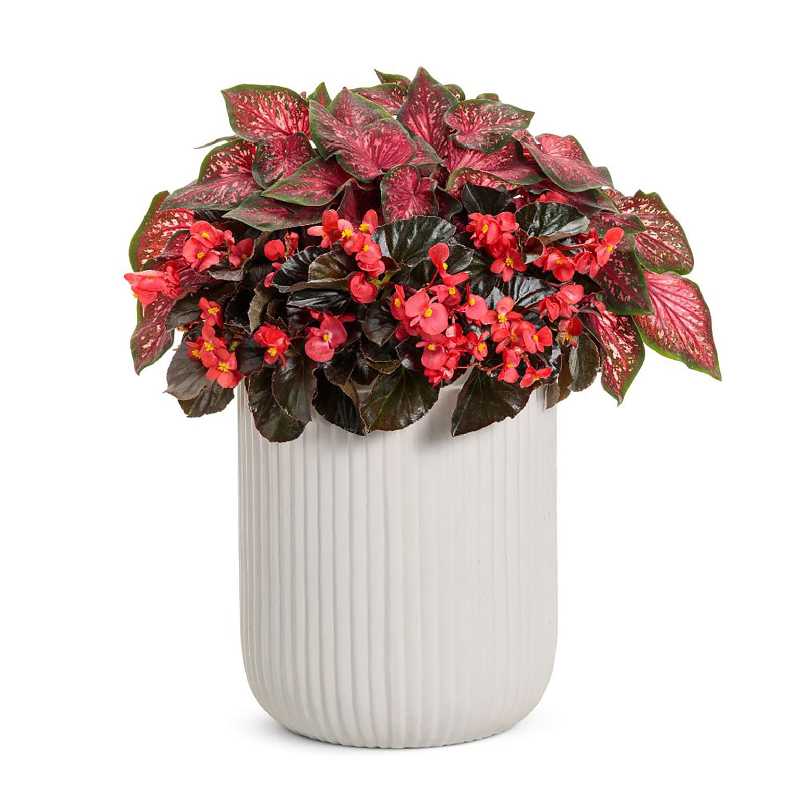 Proven Winners BETPRW0057504 annuals - View #5