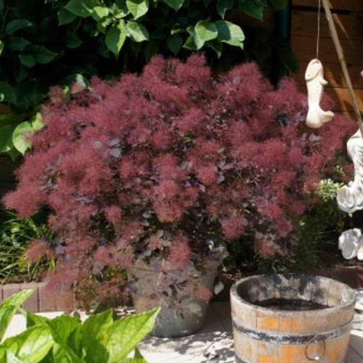 Spring Hill Nurseries 79024 Flowering Dusky Maiden Smoketree Flowering Shrub in 1 -Pack Bare root with Purple Blooms