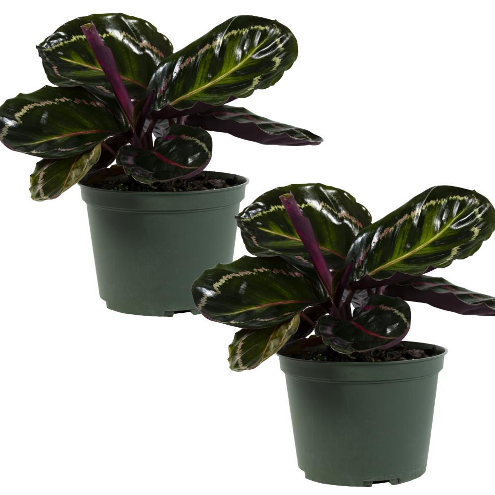  6-in 2-Pack Mixed Calathea in Plastic Pot at 