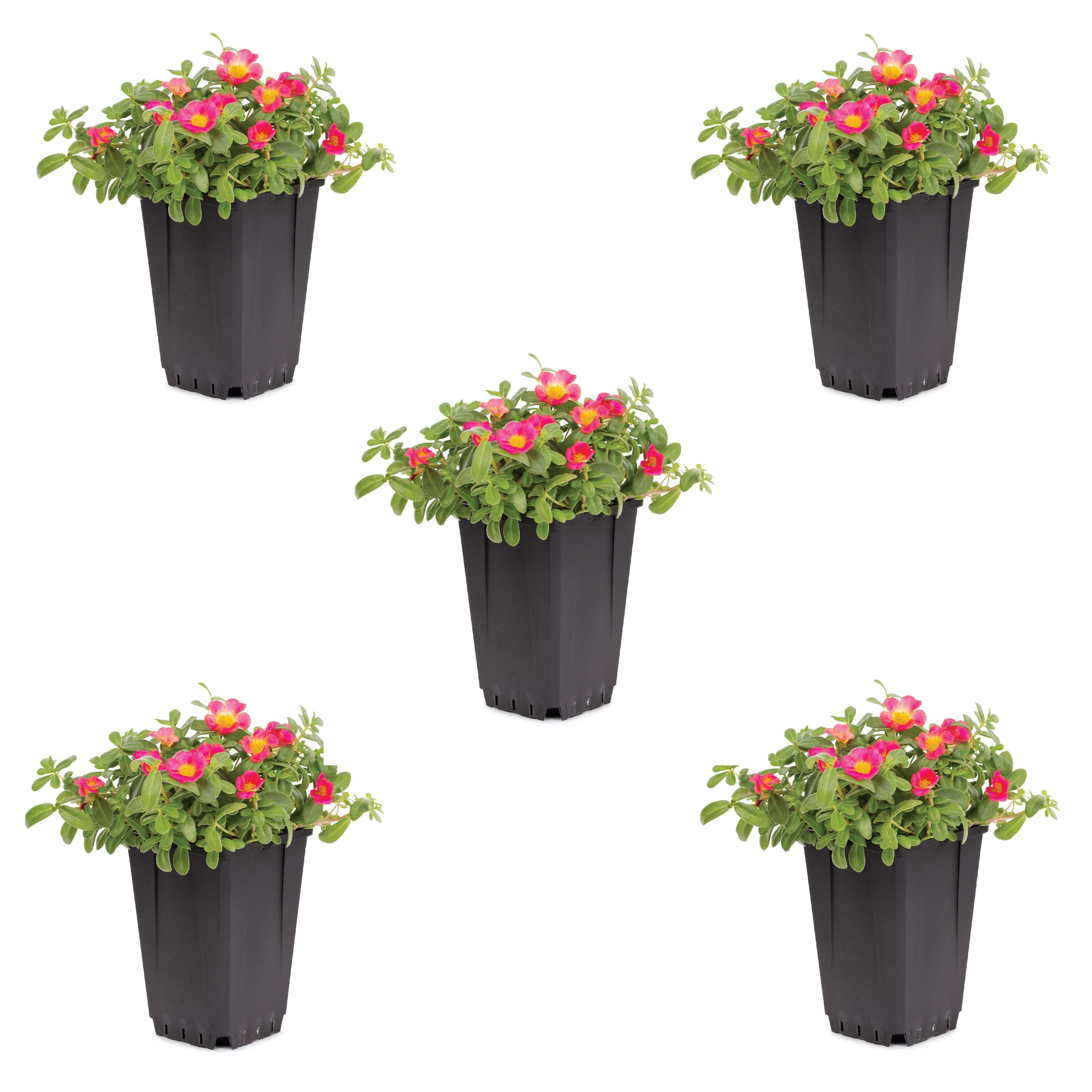 Metrolina Greenhouses 78916 Multicolor Pink Yellow Purslane in 1.5-Pint Pot 5-Pack
