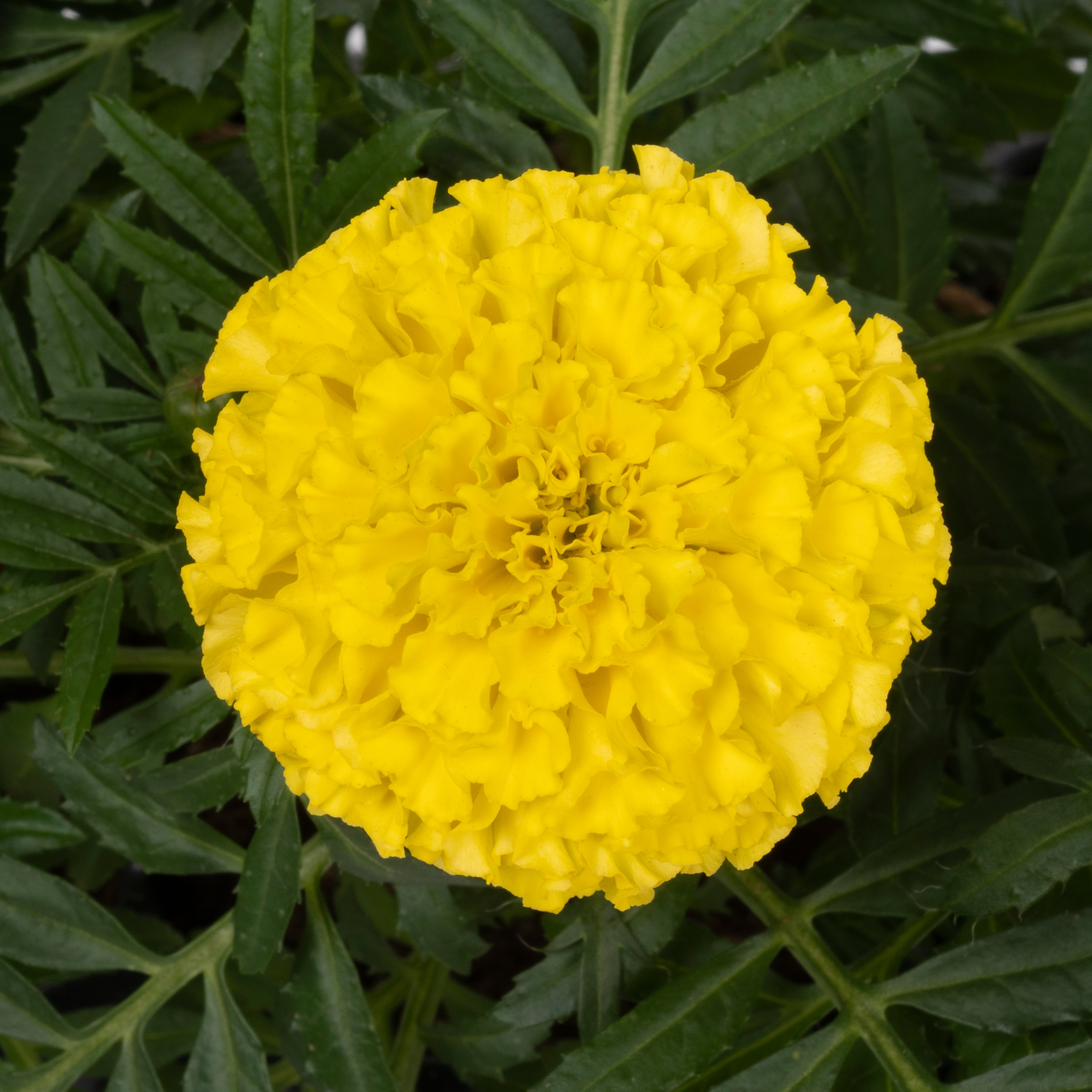 Lowe's Marigold in 6-Pack Tray 6-Pack NURSERY at Lowes.com