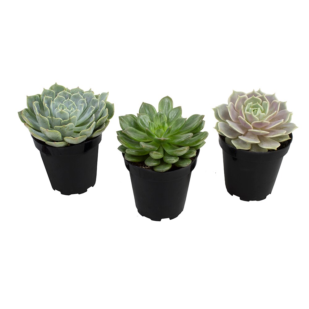 Altman Plants 0881005 3.0 -Pack Echeveria Succulent in 11.00 -oz Pot