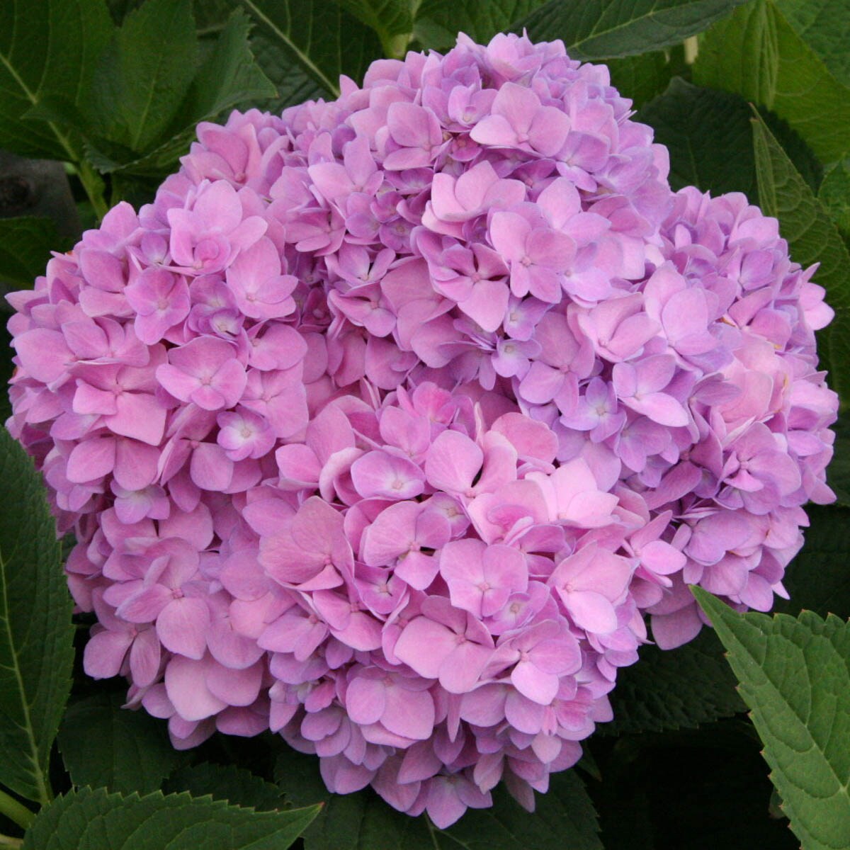 Spring Hill Nurseries Multicolor Flowering Bloomstruck Es Hydrangea ...