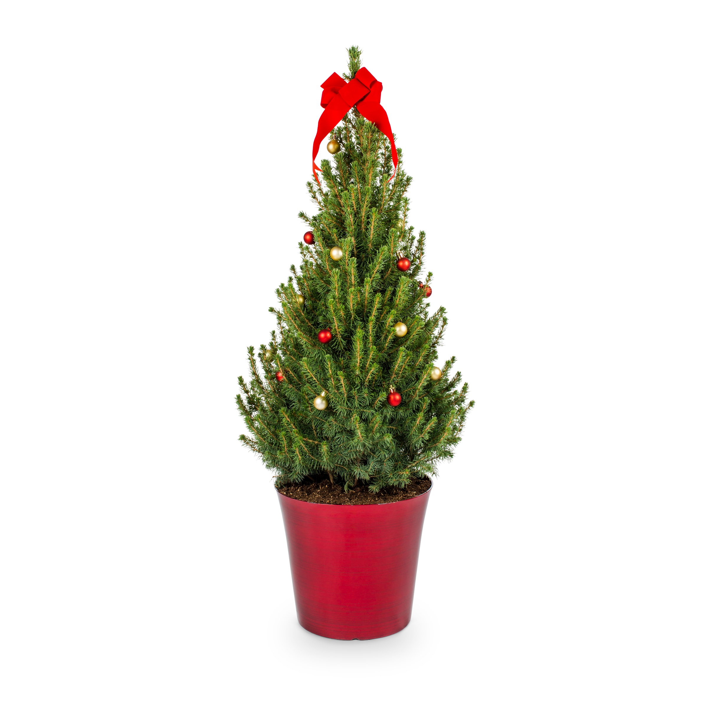 Holiday Living Dwarf Alberta Spruce Feature Shrub in 2.25-Gallon ...