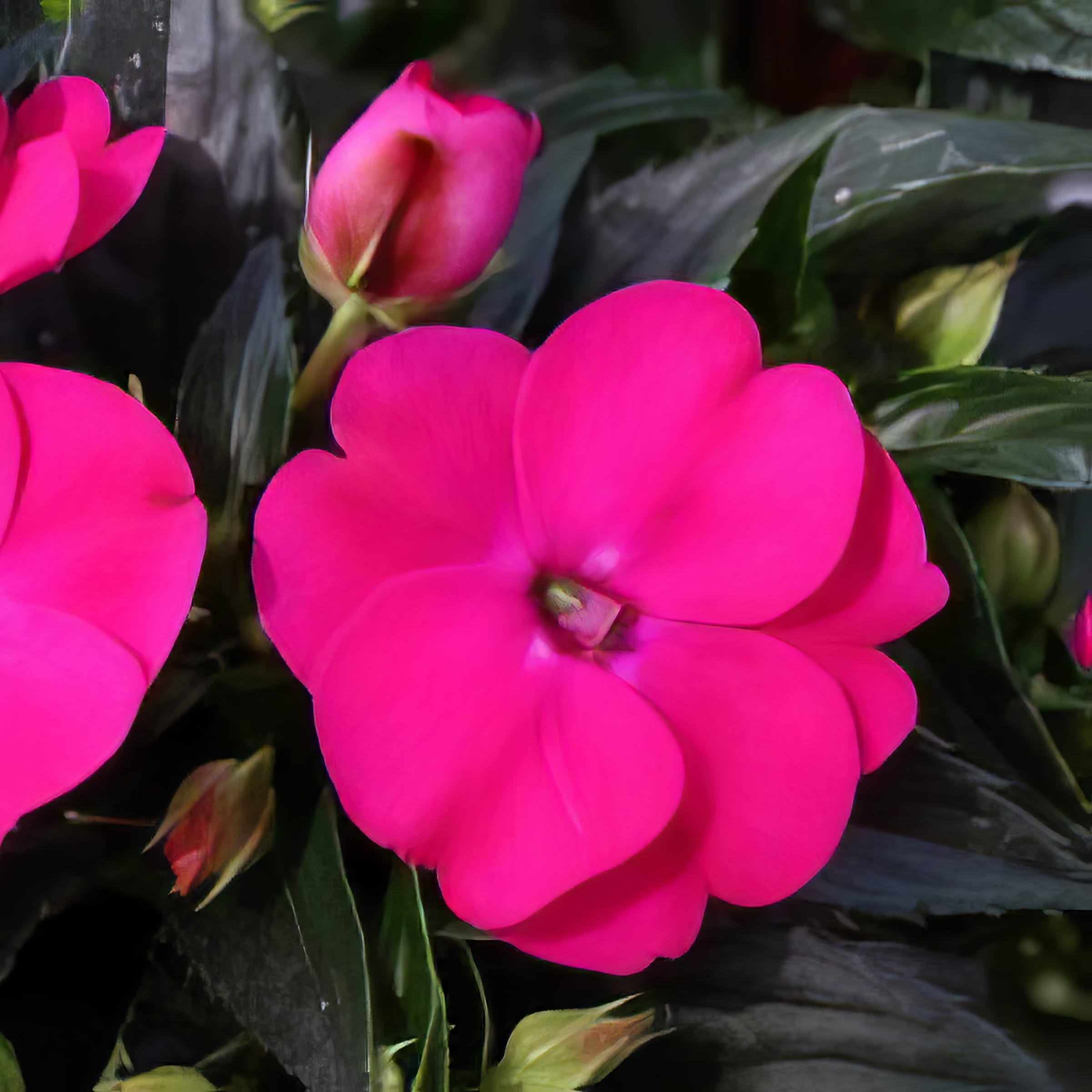 National Plant Network LW1562 annuals - View #3