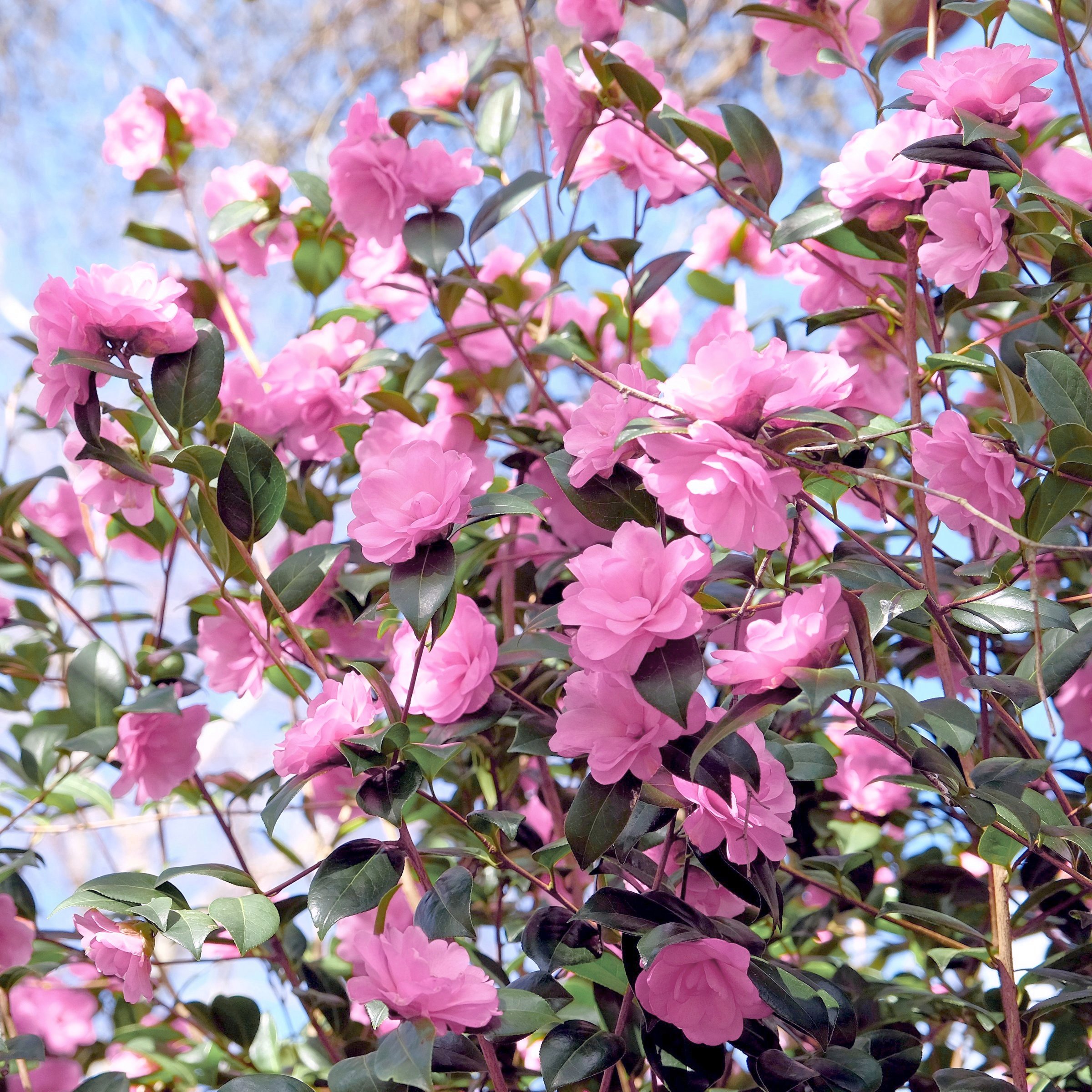 National Plant Network LW2831 shrubs - View #10