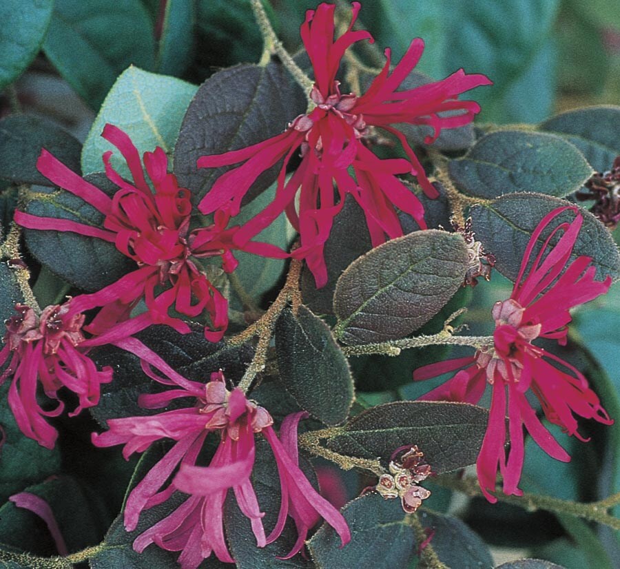 Lowe's NURSERY Pink Chinese Fringe-flower Accent Shrub In Pot (With Soil)