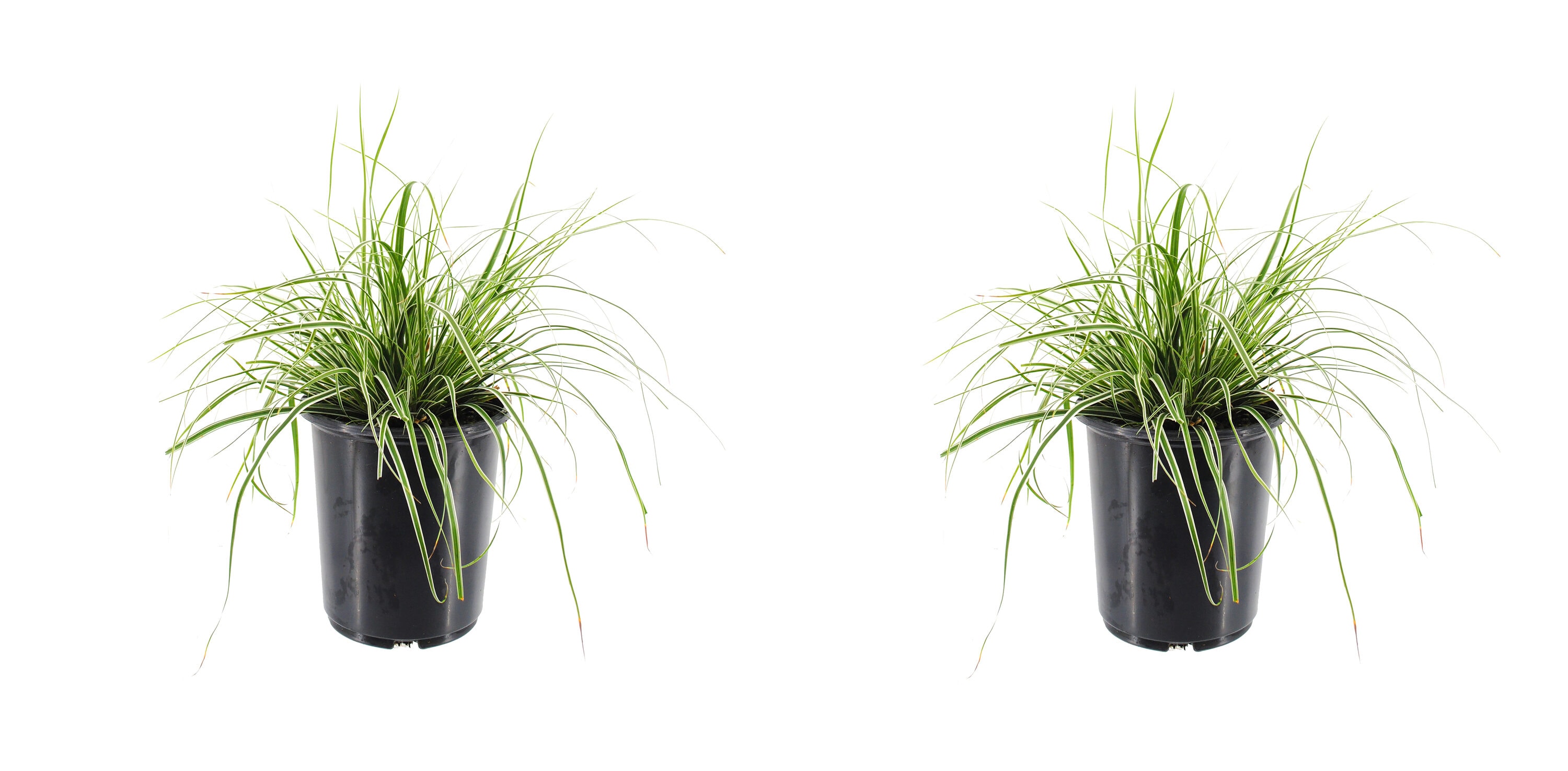  1451 Carex Grass Plant in -Quart Pot 2.0 -Pack