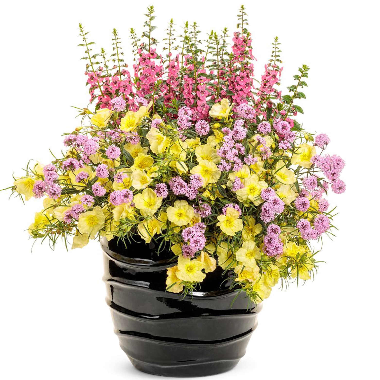 Proven Winners ANGPRW1067504 annuals - View #8