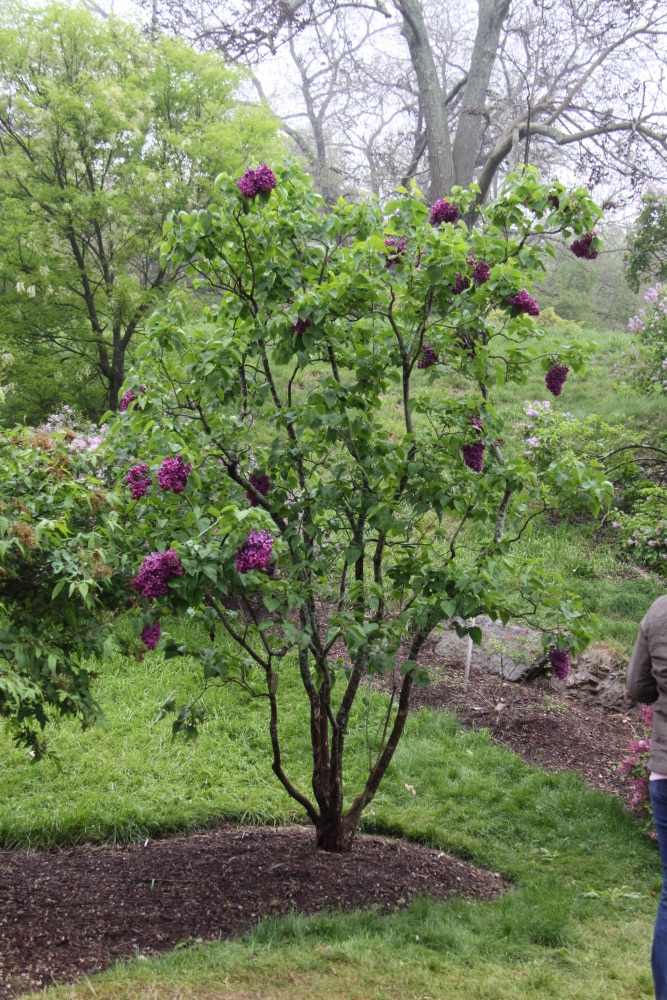 Spring Hill Nurseries French Hybrid Lilac Red Flowering Shrub In 1 Pack