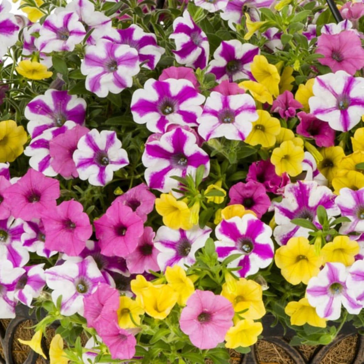 Multicolor Sunglasses in 3-Gallon Hanging Basket in the Annuals ...